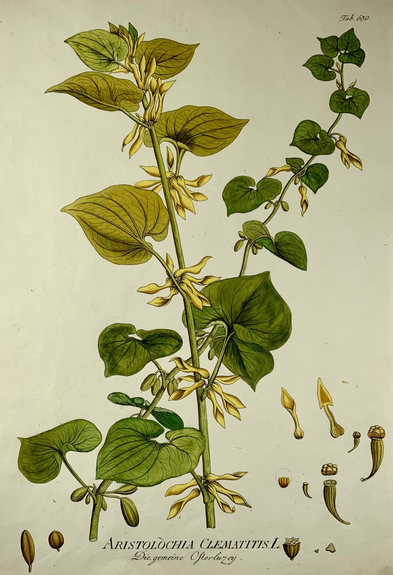 1788 JJ Plenck, Aristolochia Clematitis, Birthwort, Grand folio, Coloré à la main, botanique