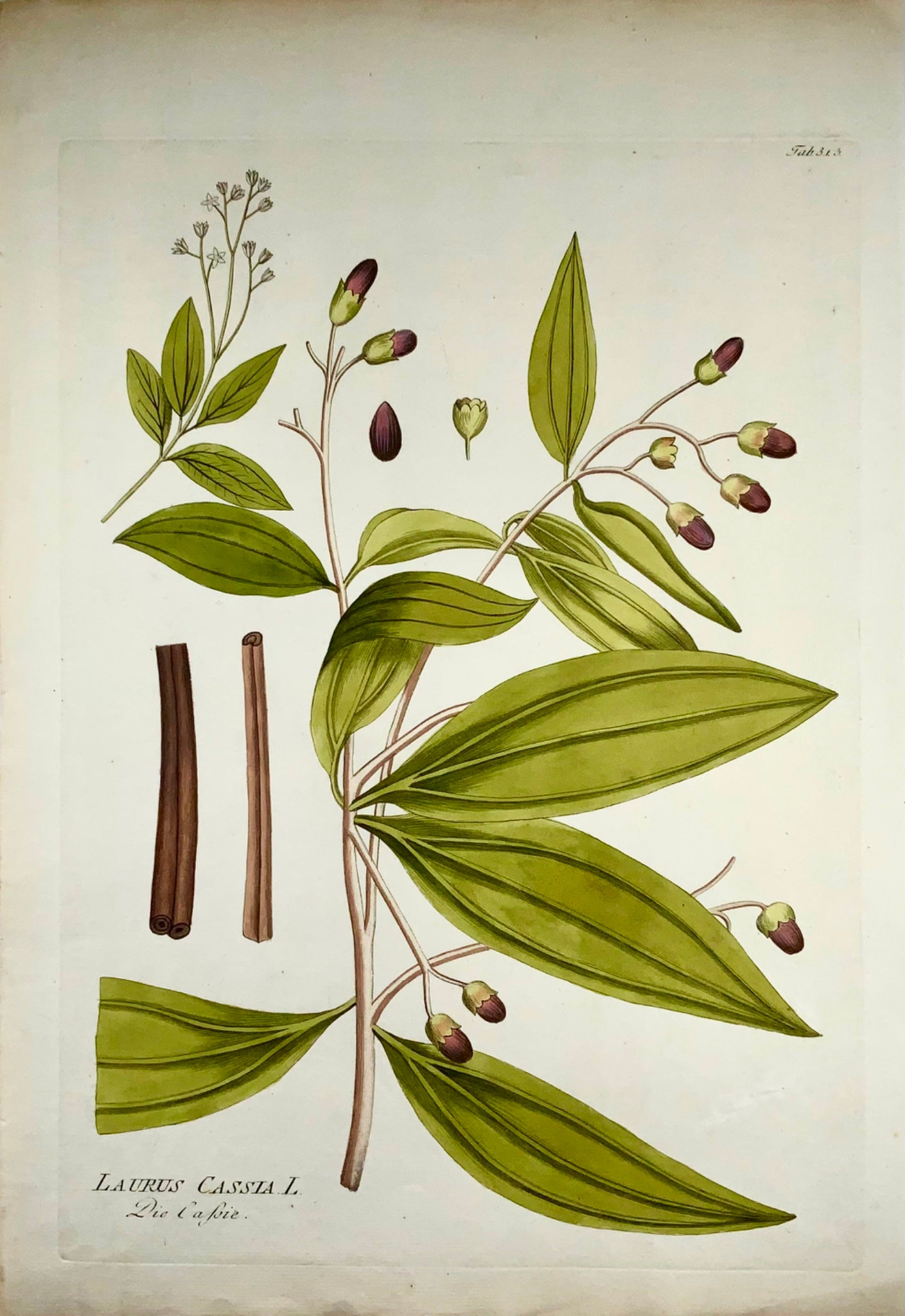 1788 J. J. Plenck (b1737), Chinese cinnamon, large folio hand colored, botany