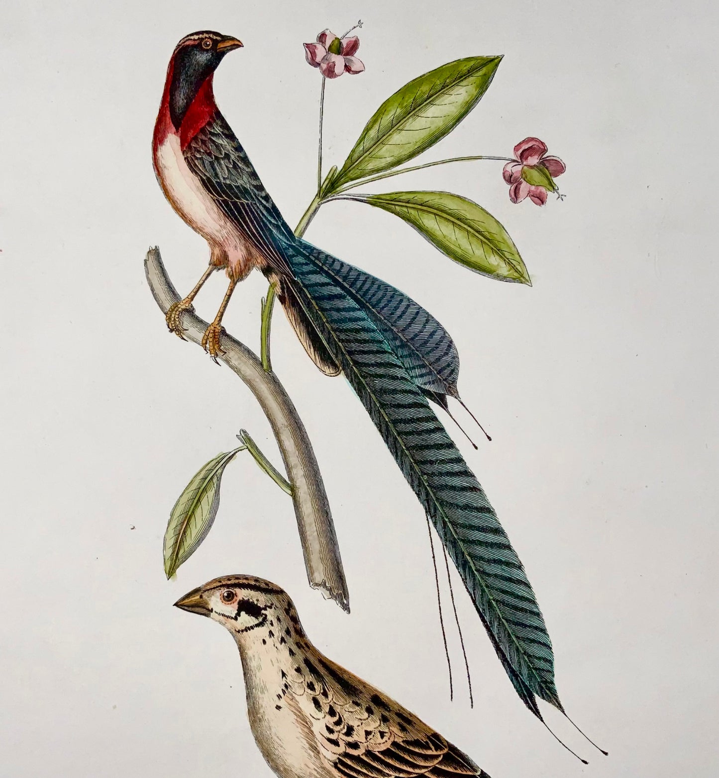 1846 Whidah Weaver, ornithologie, Cpt. Marron, colorié à la main, grand in-folio (36cm)