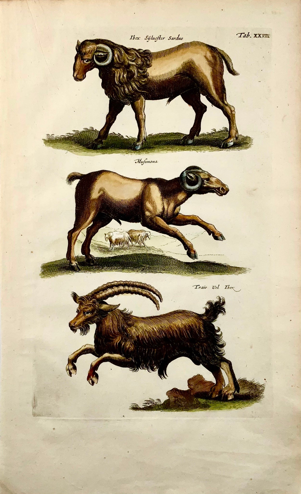 1657 Bouquetin, Mouflon, Chèvres, Matt. Merian, in-folio, gravure coloriée à la main, mammifères