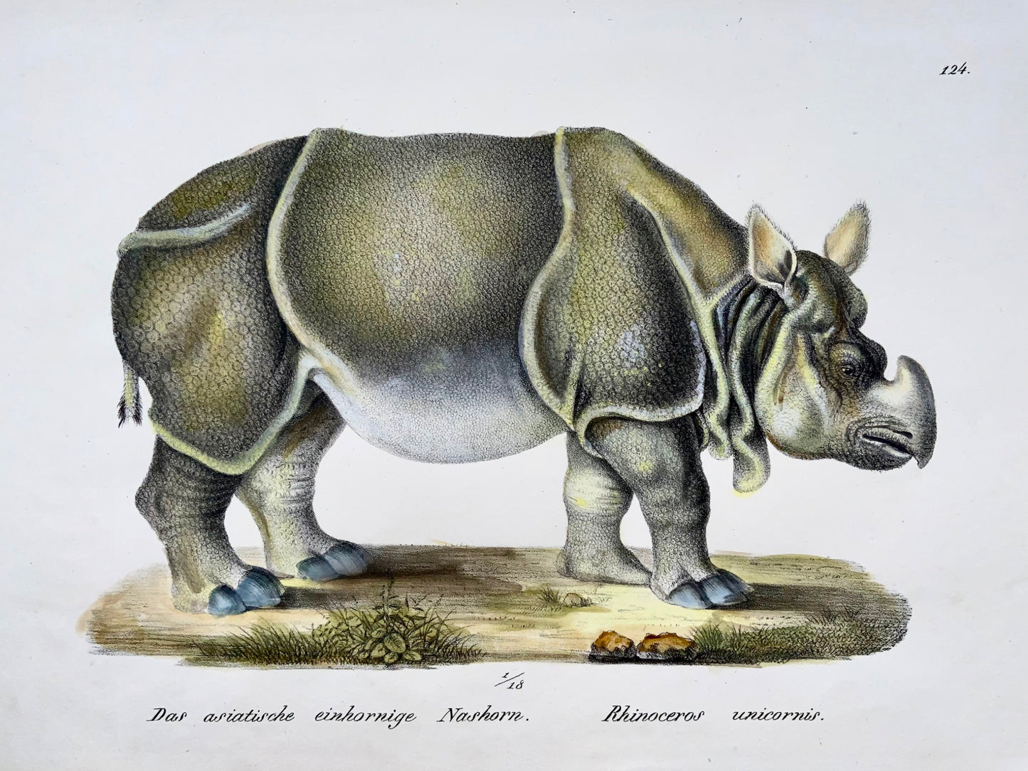 1824 Rhinoceros, Brodtmann, folio, stone lithograph, mammal