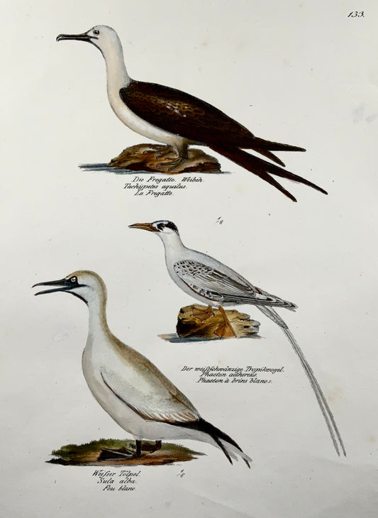 1830 Frégate, ornithologie exotique, Brodtmann, lithographie folio colorée à la main