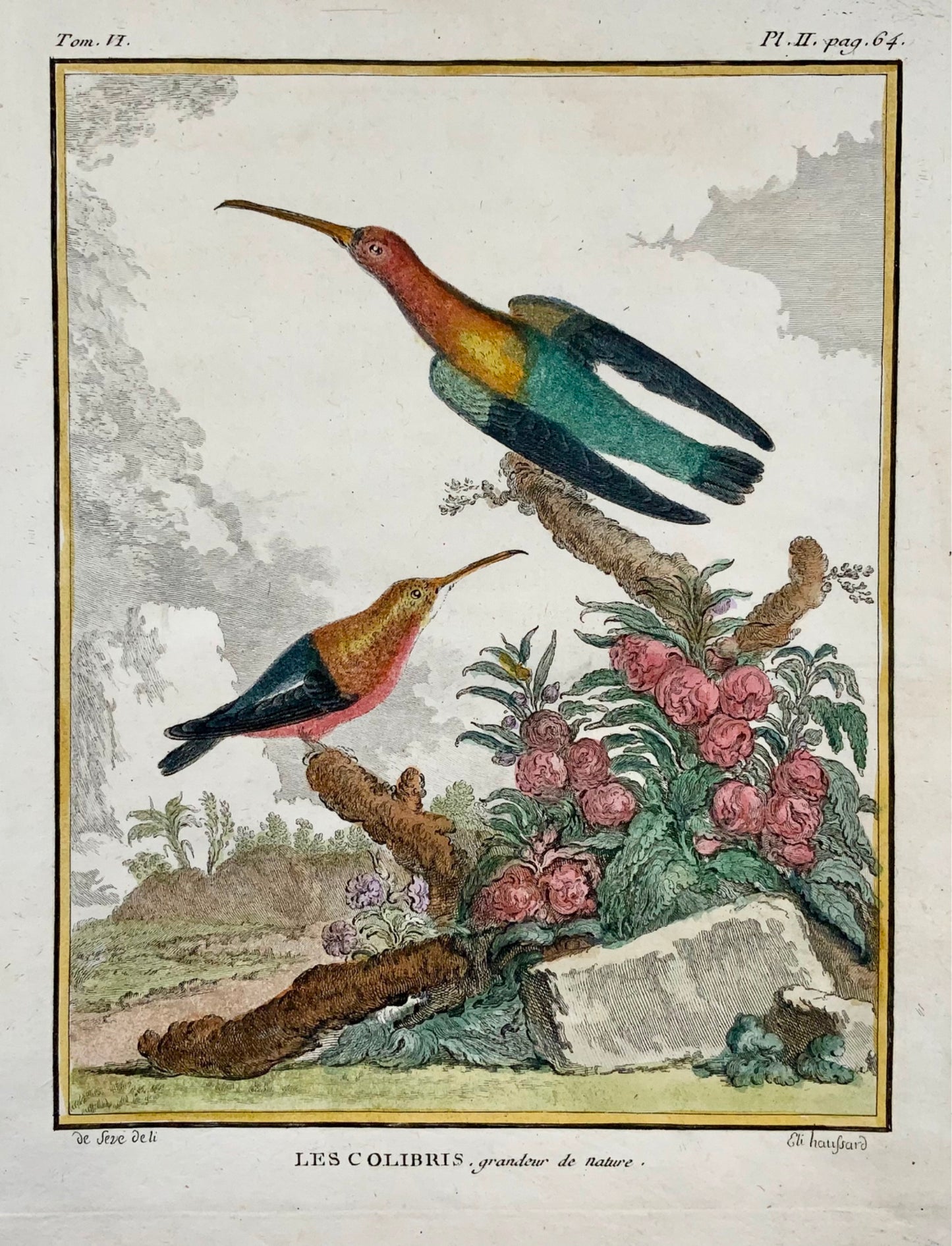 1779 de Sève ; Colibri COlibris - Ornithologie - Gravure 4to Large Edn