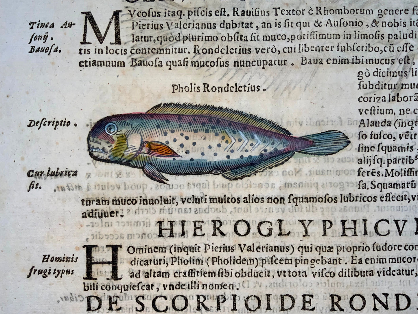 1638 Weever, poisson à nageoires rayonnées, Aldrovandi, grande feuille in-folio avec 3 gravures sur bois
