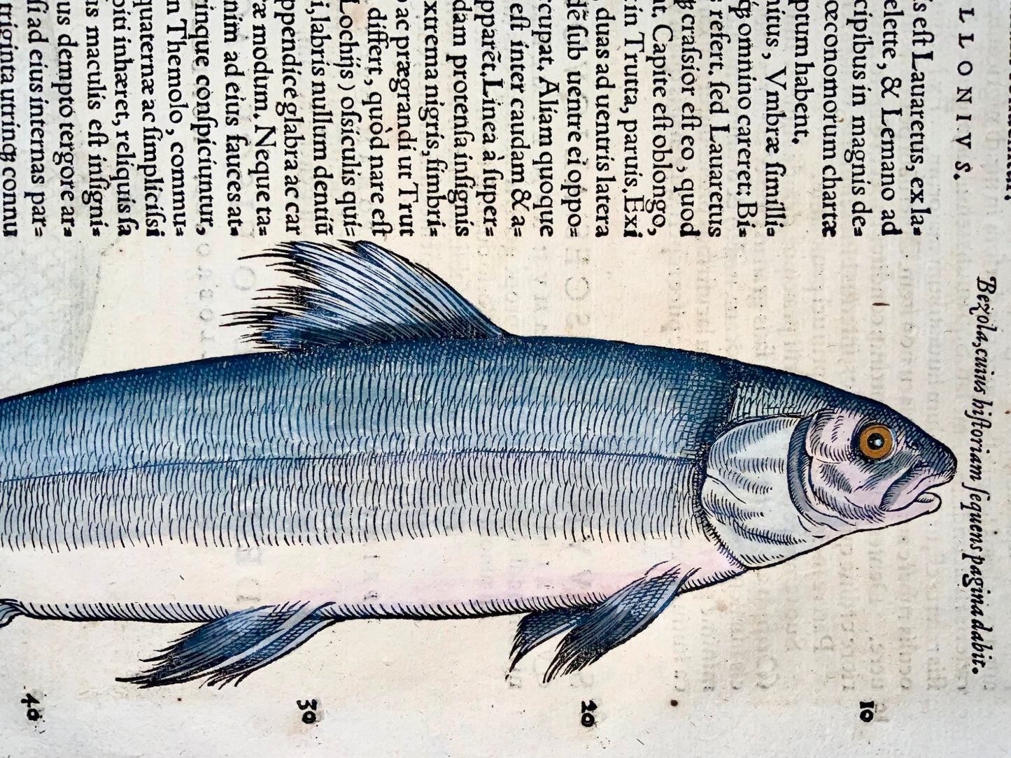 1558 Blue trout, Conrad Gesner, folio woodcut, hand coloured, First State