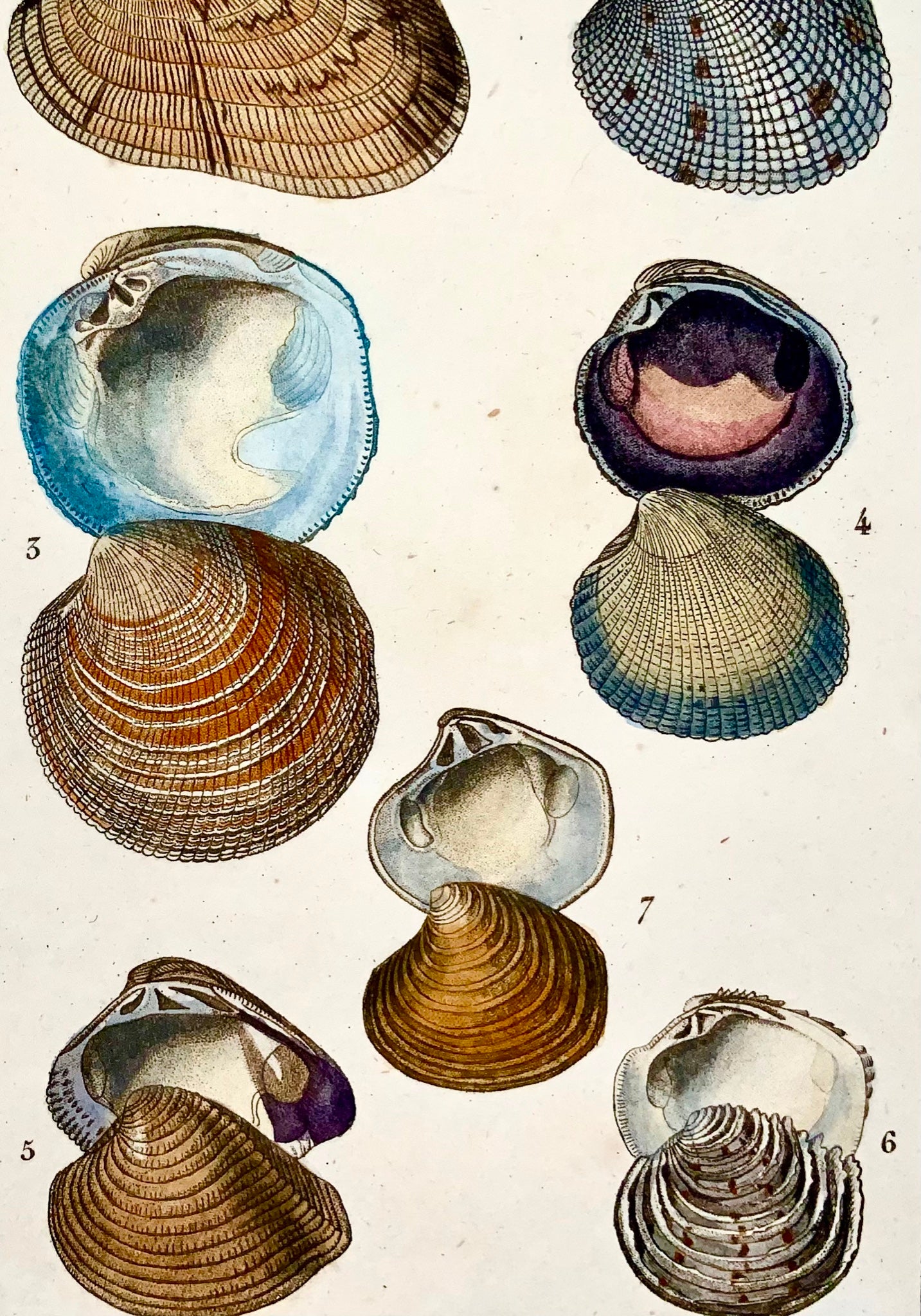 1815c. J.-G. Prêtre Conchology Seashells Venus - Coloration originale main