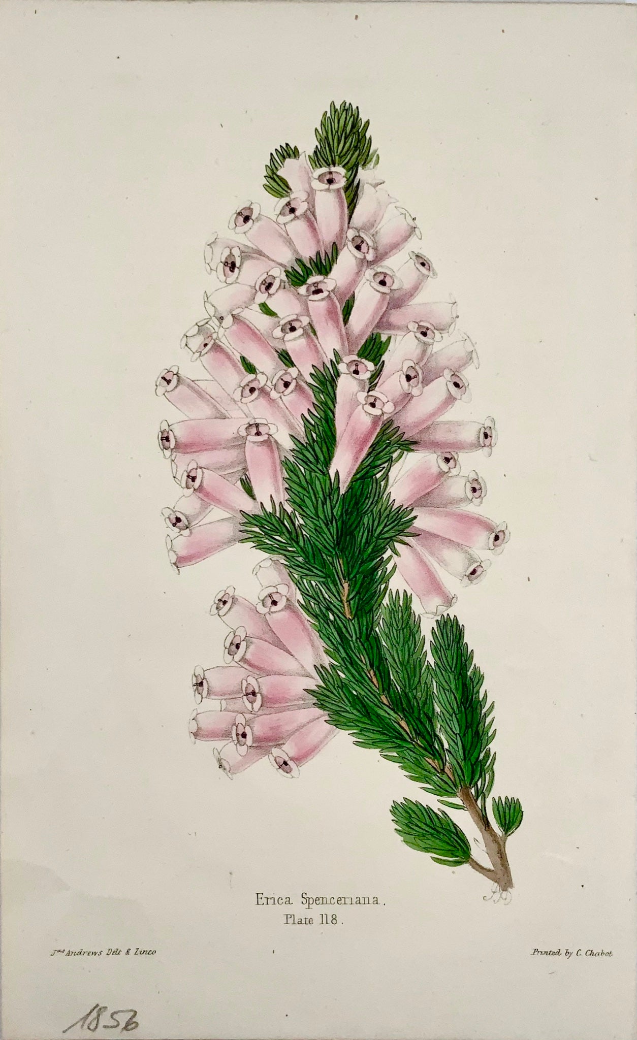 1856 Erica, James Andrews, couleur de main exquise, botanique