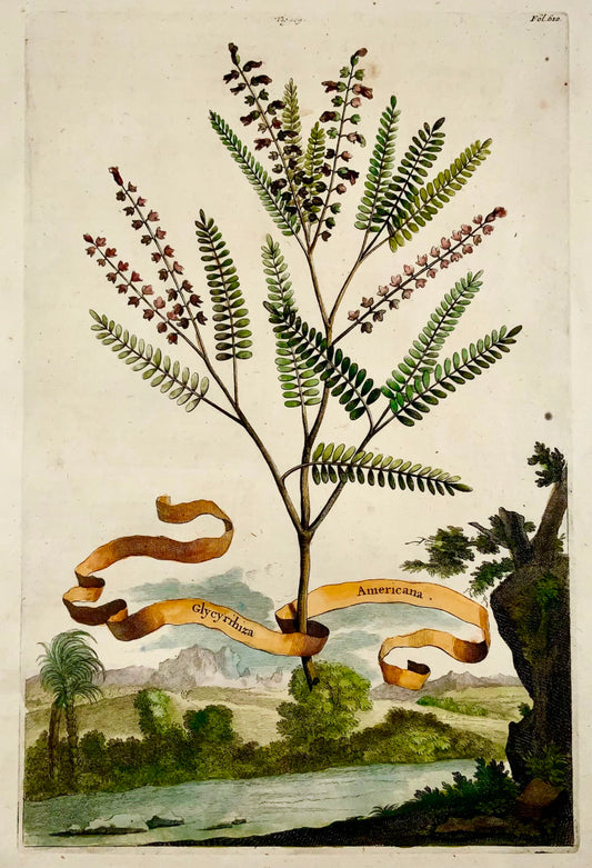 1696 Abraham Munting - Folio botanical - Glycyrrhiza Americana