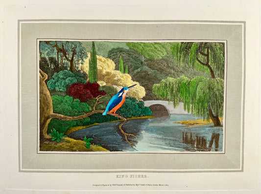 1807 William Daniell, Kingfisher, ornithology, hand coloured aquatint