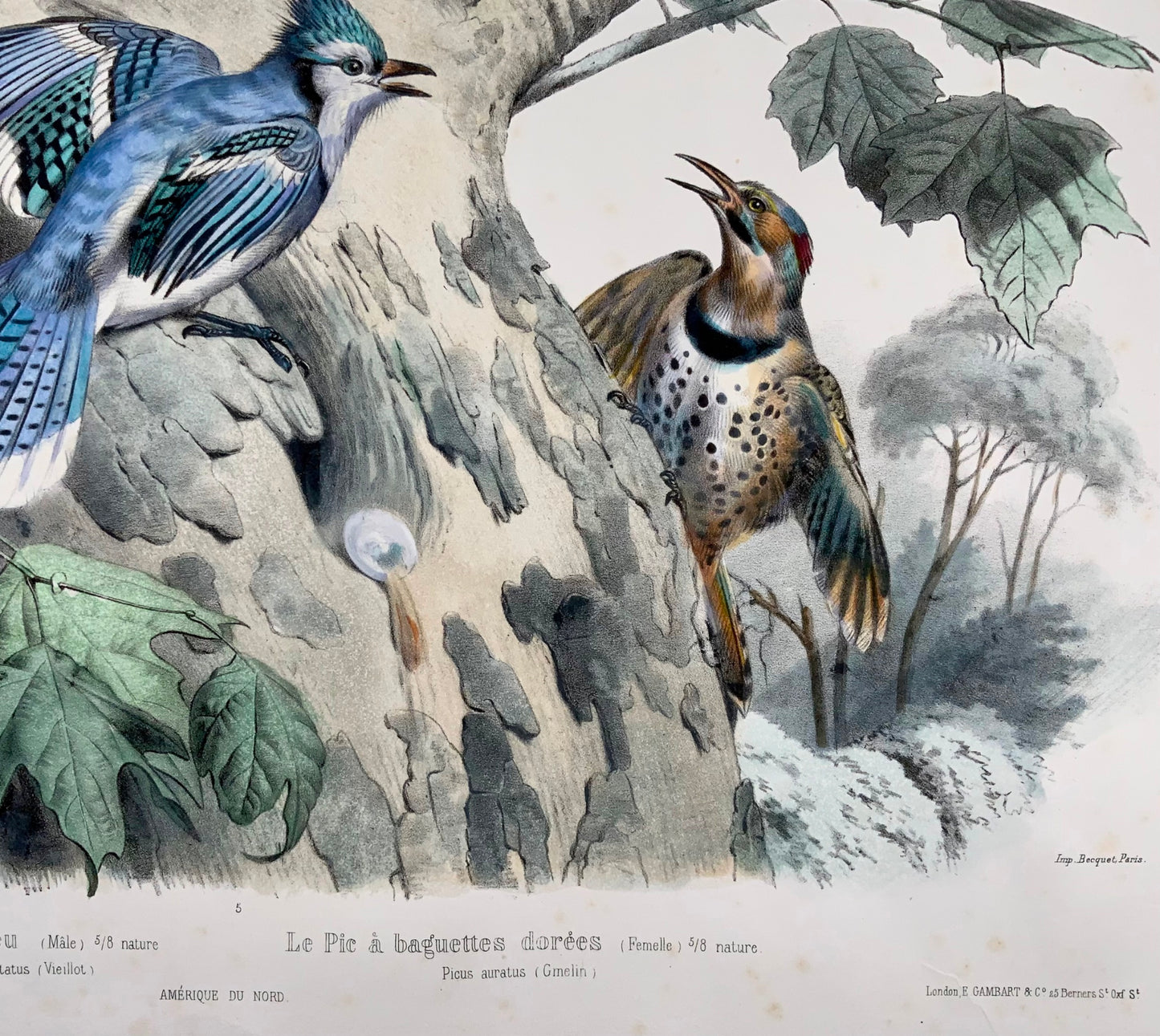 1857 Ed Travies [b1809] 45 x 62cm, Le Geai bleu, Le pic, ornithology