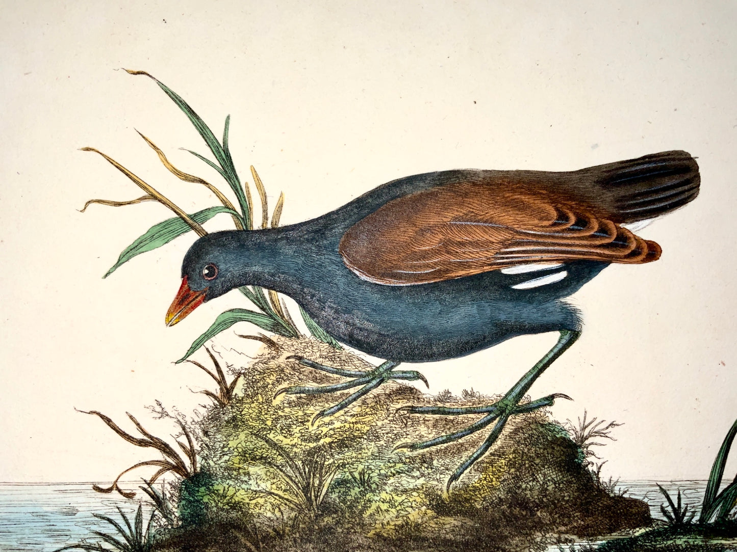 1794 Edward Donovan WATER RAIL exquisite hand coloured copper engraving - Ornithology