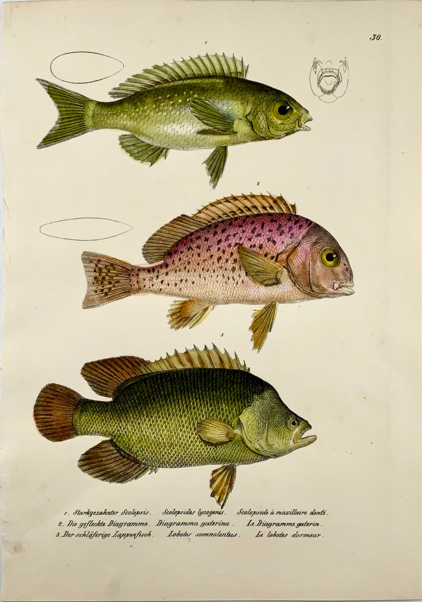 1833 H. Schinz (1777-1861) Poisson à nageoires rayées TRIPLETAILS - Handcol. lithographier