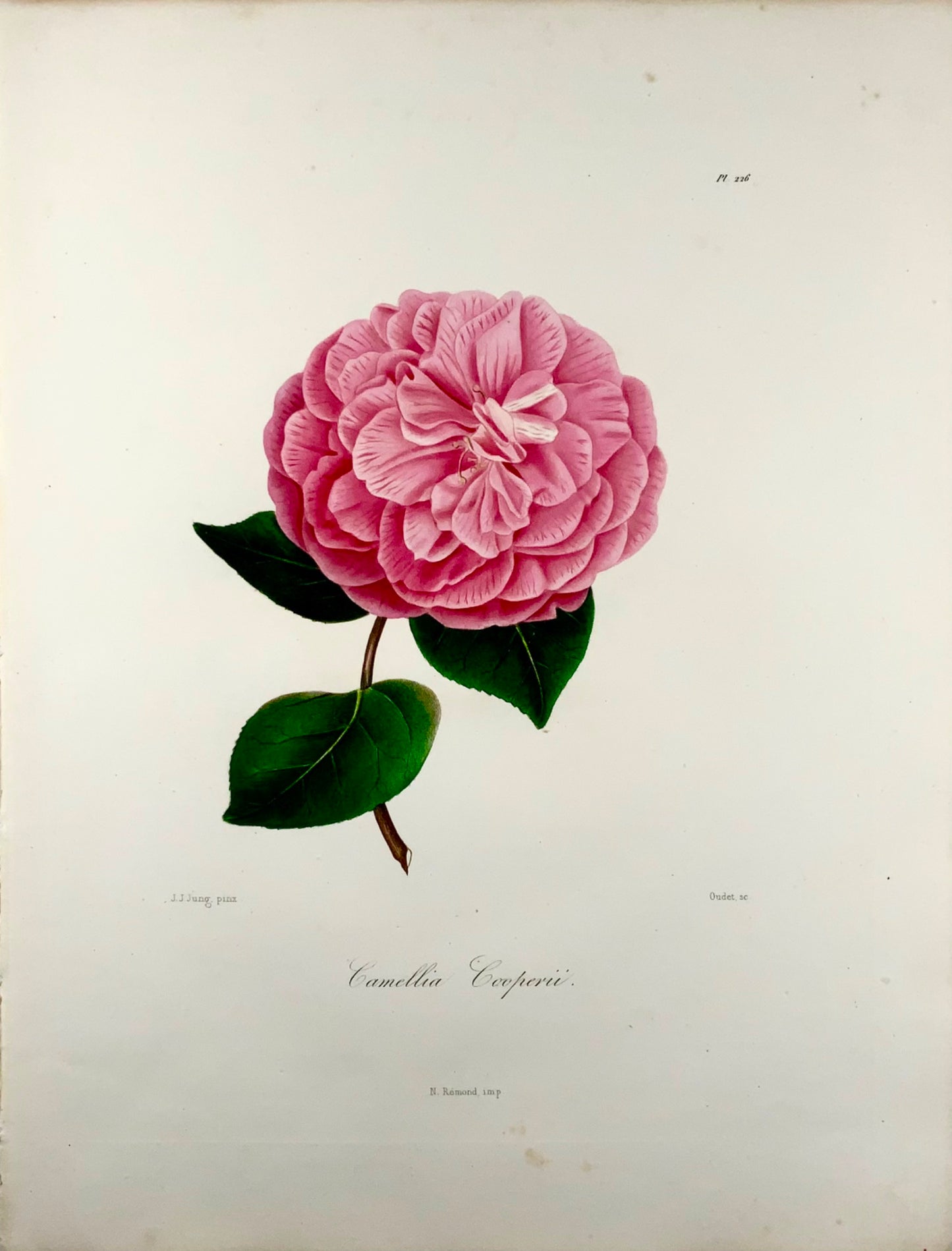 1841 Camelia Cooperii [Camellia], Drawn by J J Jung, Engraved by Oudet, Berlèse, Botany