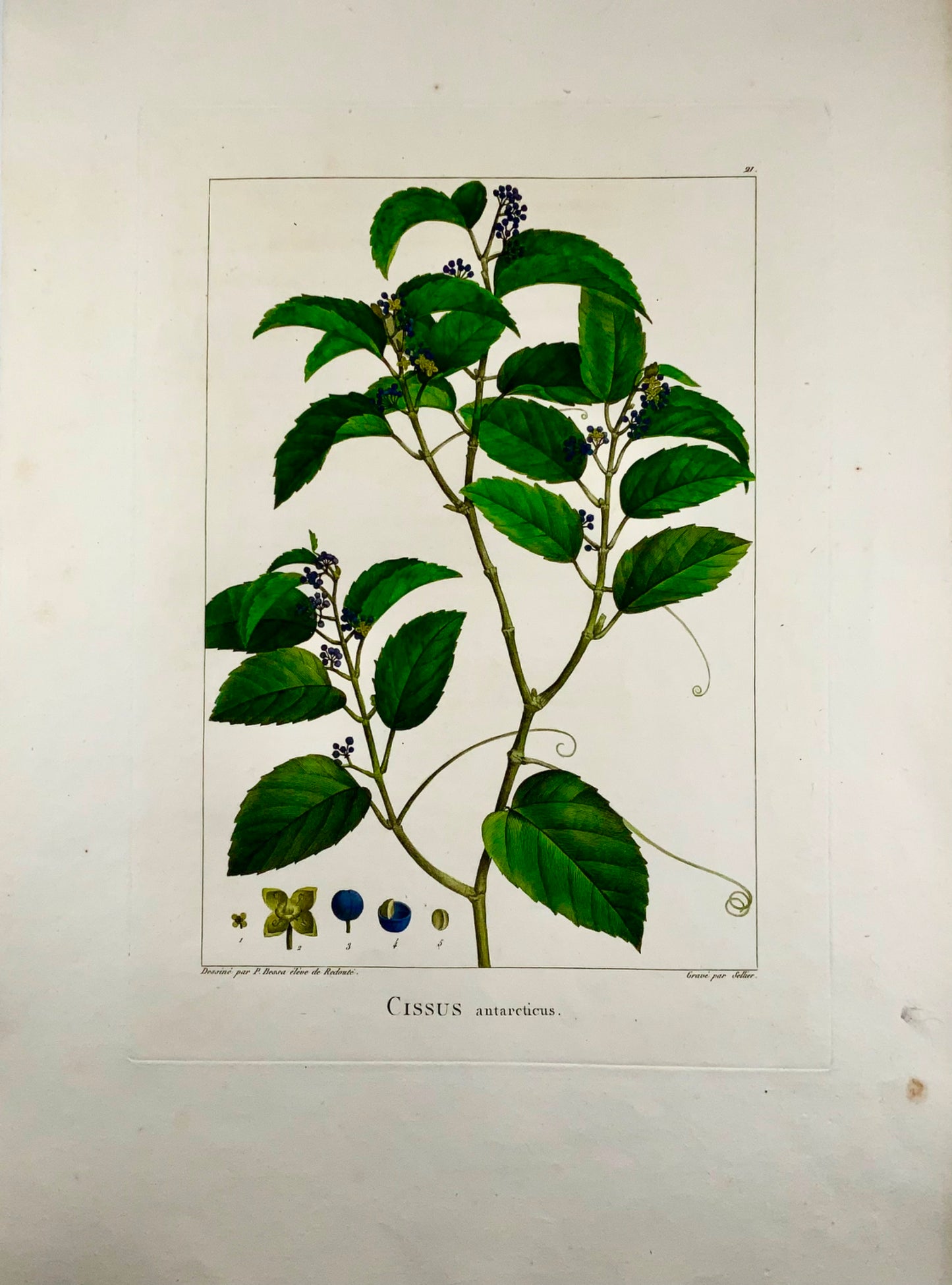 1803 Cissus antarticus ["kangaroo vine"], Australia, after Bessa & Redouté, Botany