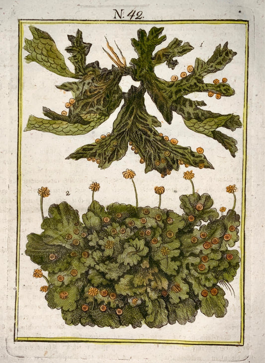 1790 MOSS Botany Joh. Sollerer hand coloured engraving