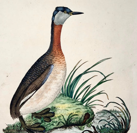 1794 Edward Donovan, Grèbe jougris, ornithologie, fine gravure coloriée à la main 
