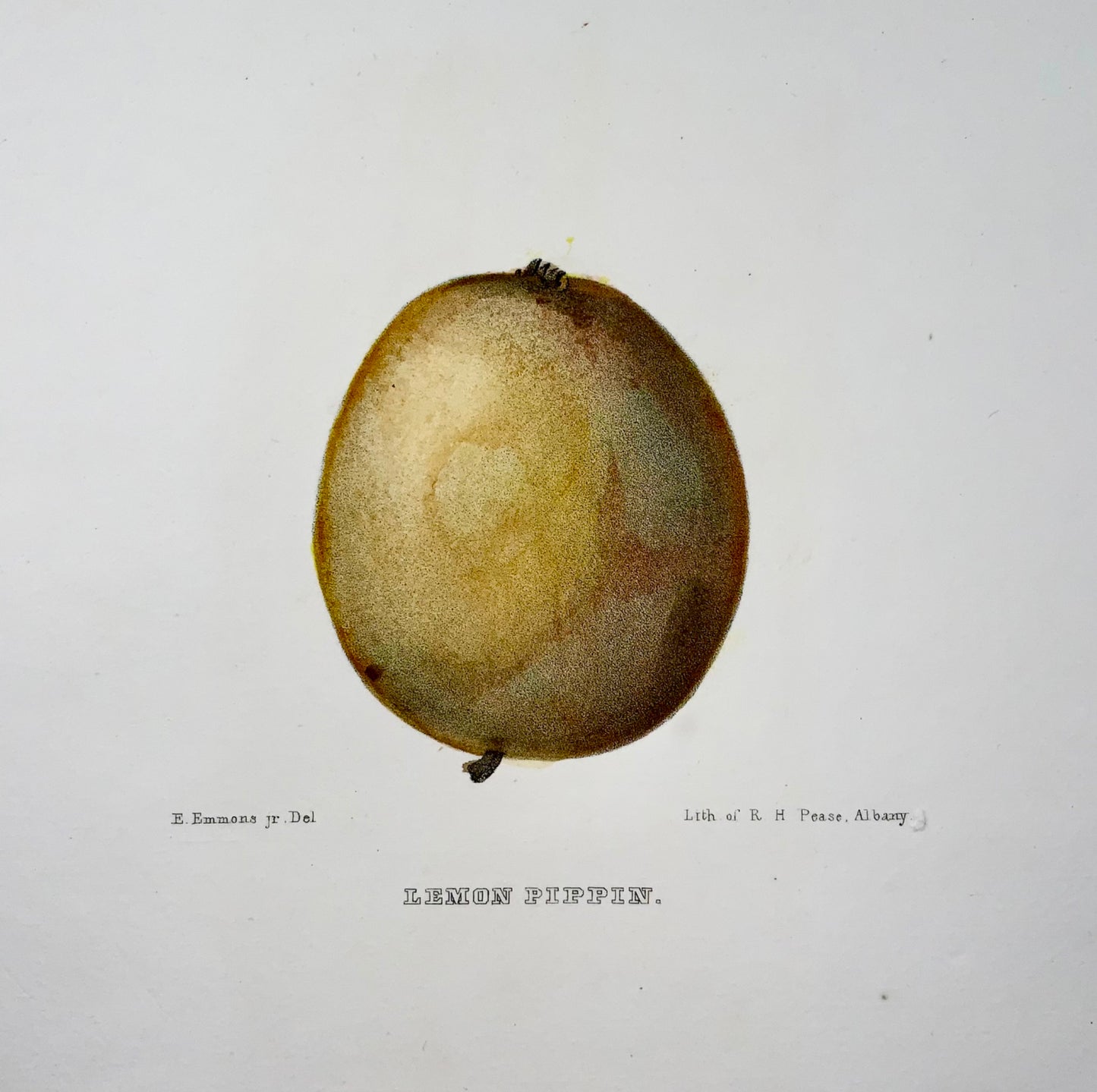 1830 c Pease lith; Emmons - Fruit: Apple Pippin - hand coloured stone lithograph