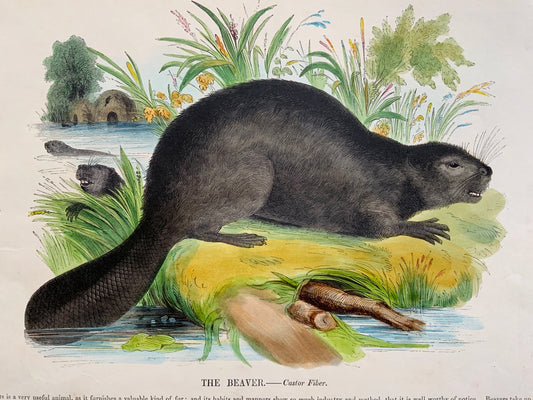 1845 BEAVER - Mammal - Josiah Wood Whymper (1813-1903) - large coloured woodcut