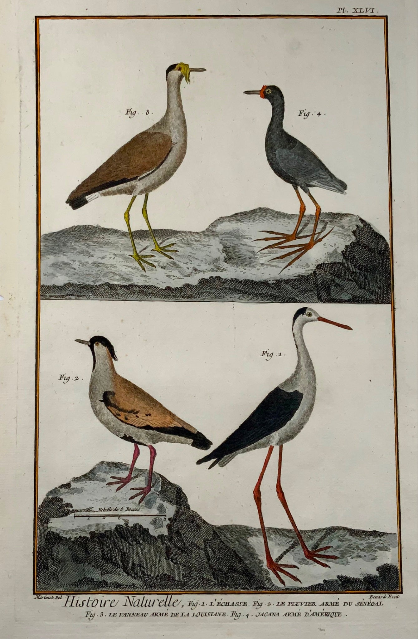 1751 Lawing, Jacana, Pluvier, ornithologie, Martinet, grand in-folio, couleur main
