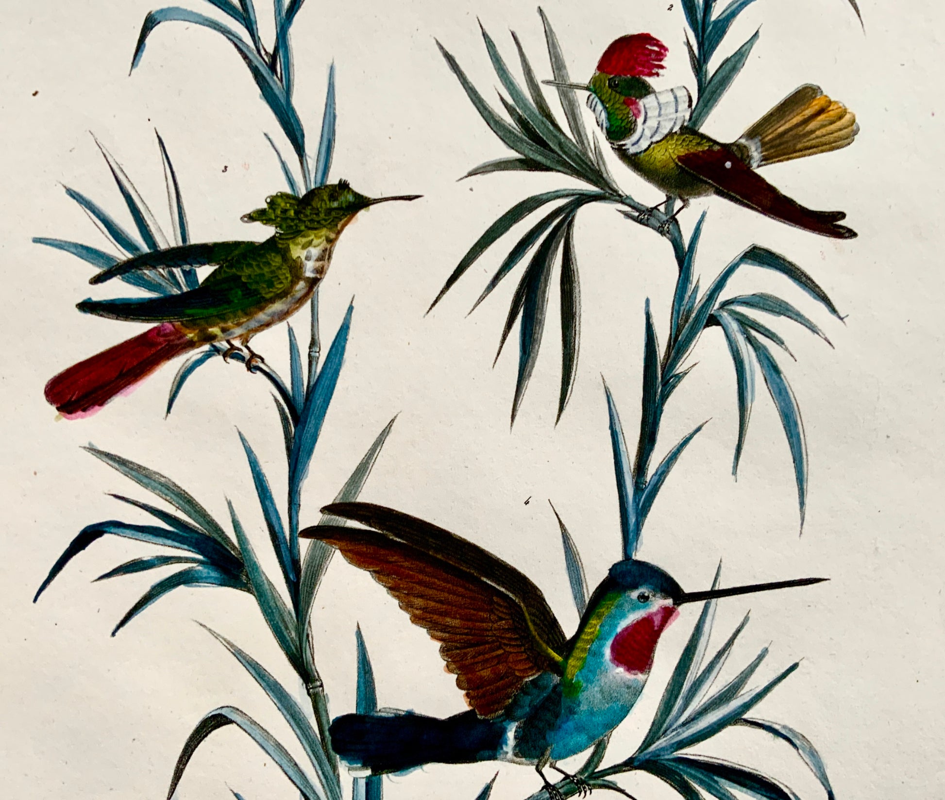 1830 HUMMINGBIRDS Ornithology - Brodtmann hand coloured FOLIO lithography