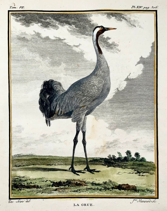 1779 Mansard d'après de Sève, Grue cendrée, ornithologie, grande édition in-4, gravure