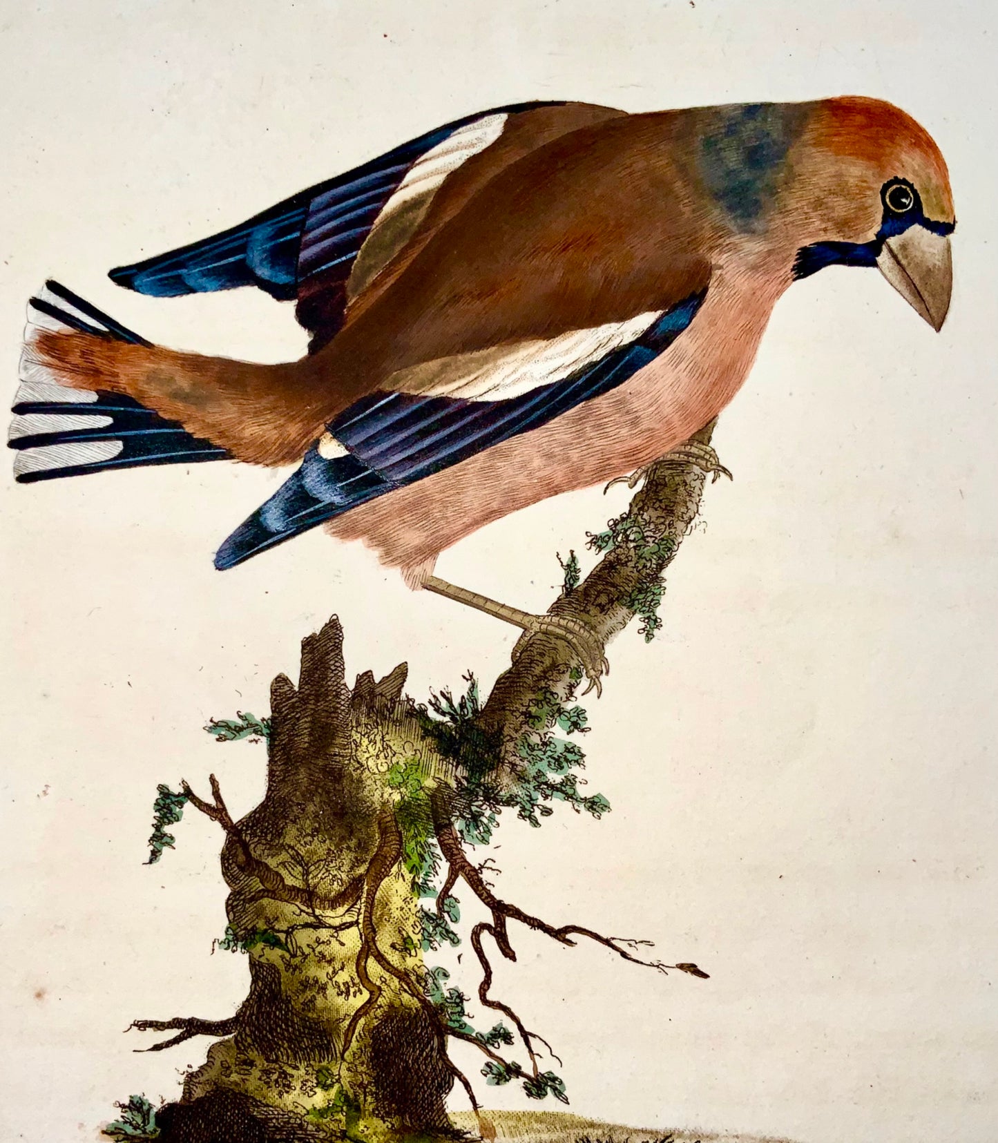 1794 Edward Donovan - GROSBEAK Bird - exquisite hand coloured copper engraving