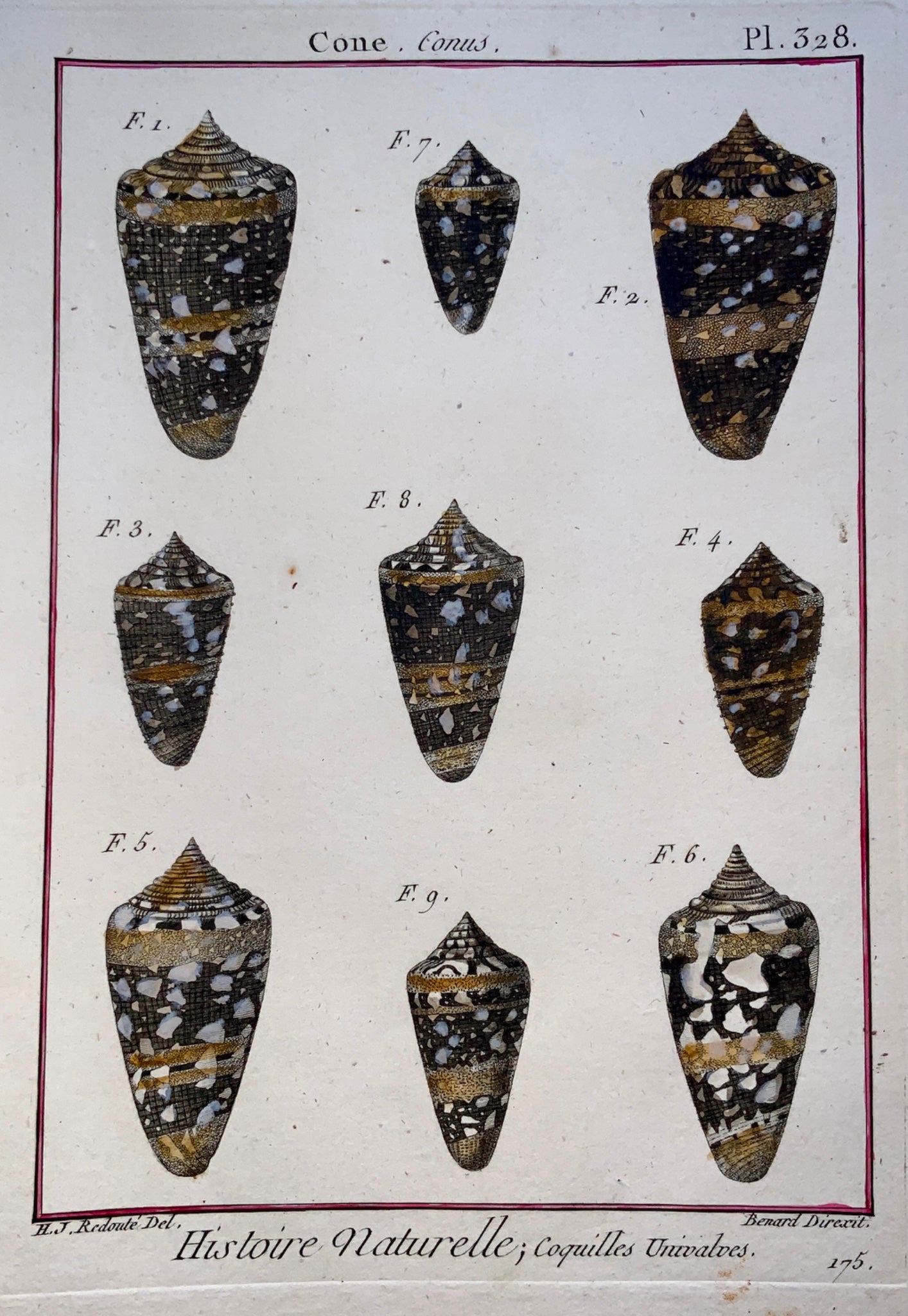 1789 J. B. Lamarck; H.J. Redoute - CONE Conus Seashell Conchology hand colour