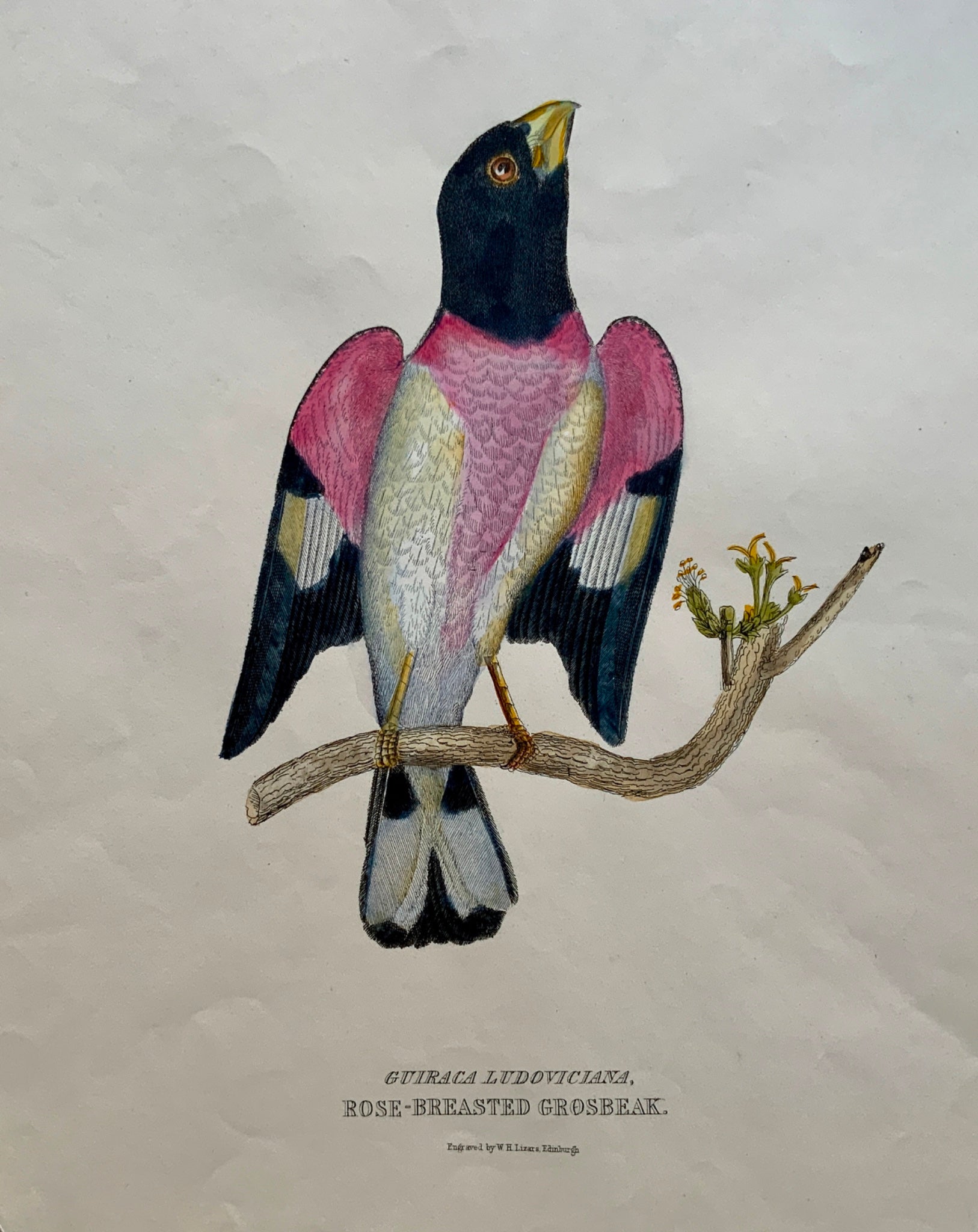 1846 ROSE BREASTED GRODBEAK Ornithology - Brown hand coloured Large Folio (36cm)