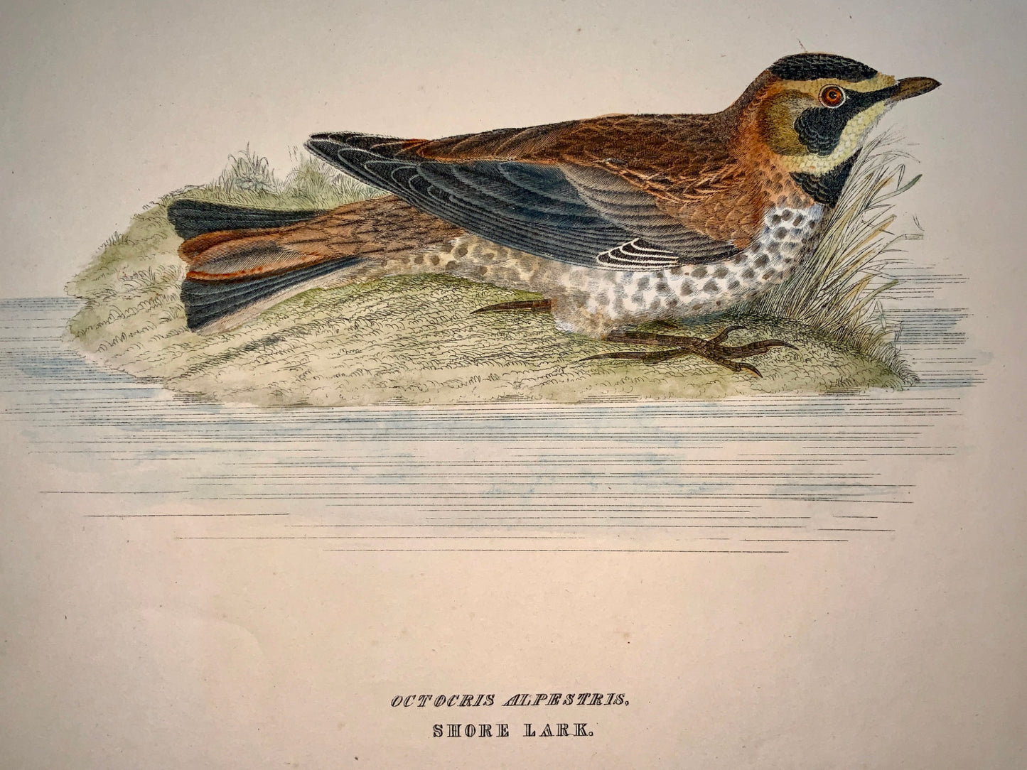 1846 SHORE LARK Ornithology - Brown hand coloured Large Folio (36cm)