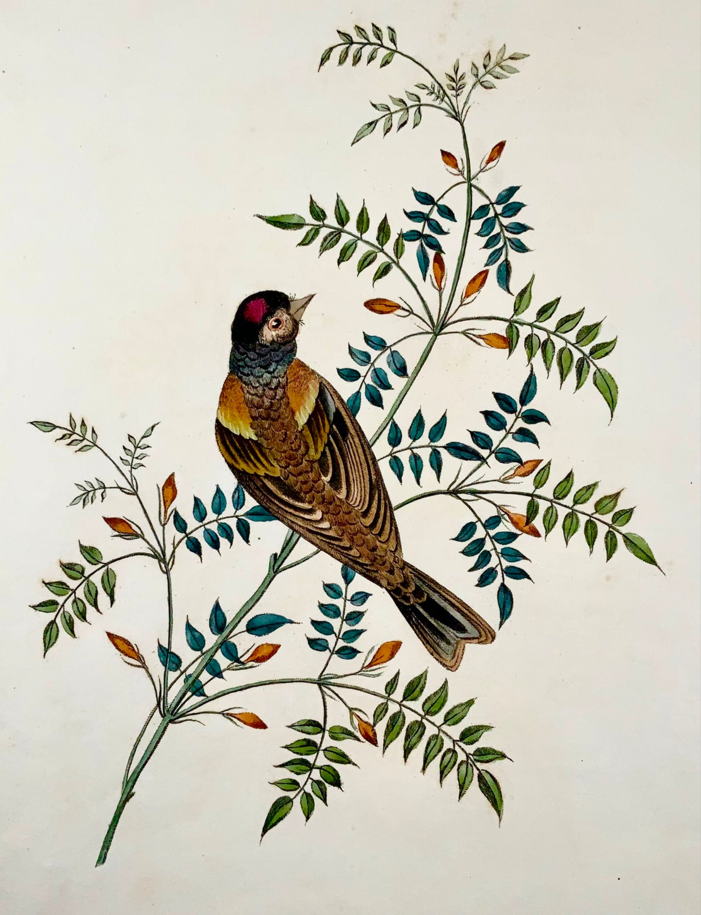 1819 George Brookshaw (b 1751), ornithology, Finch, foliate border