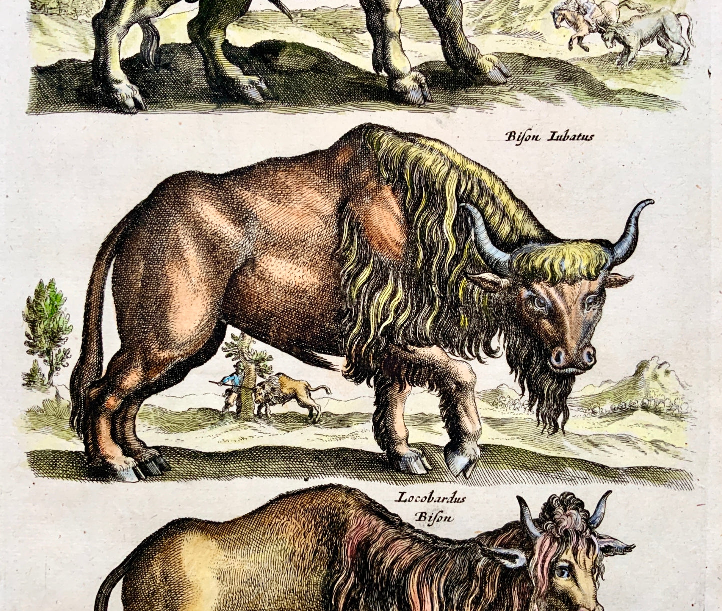 1657 BISON Buffalo - Mammals - Matthias MERIAN Folio Hand coloured Engraving