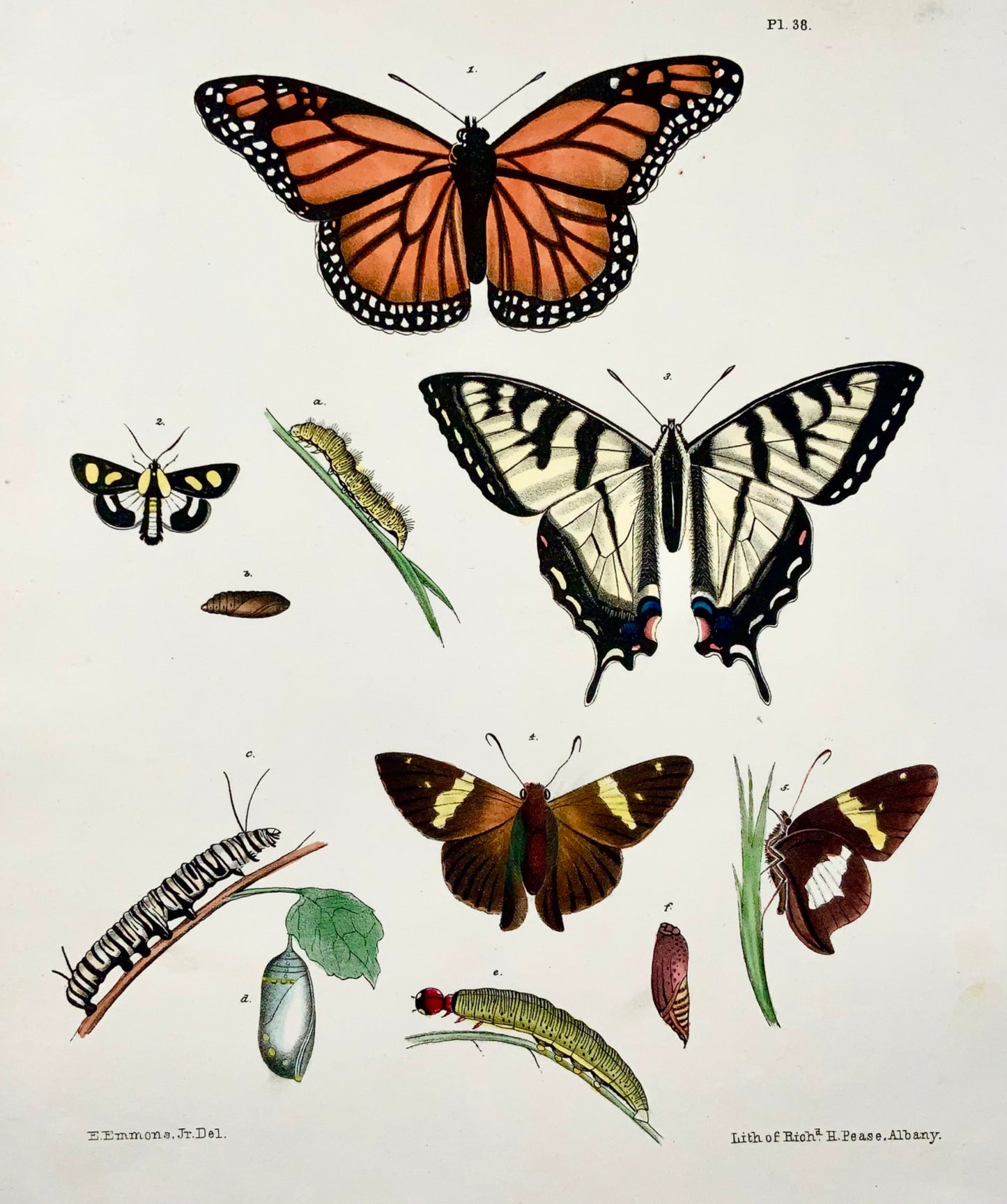 1854 Pease lith; Emmons - Papillons Danaus - lithographie en pierre colorée à la main