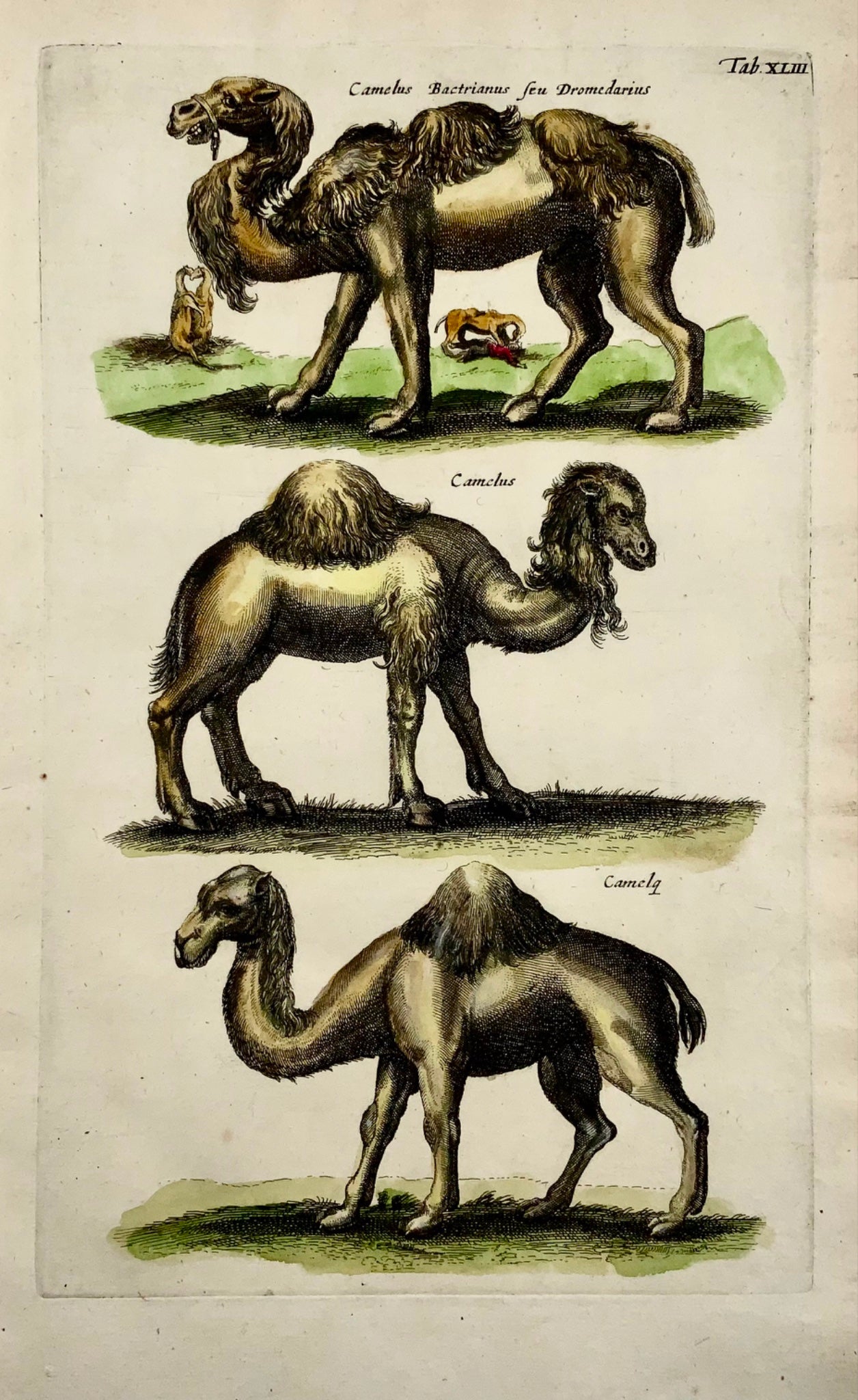 1657 Matthaus Merian, Dromedary Camels, Fine Folio in Hand Color