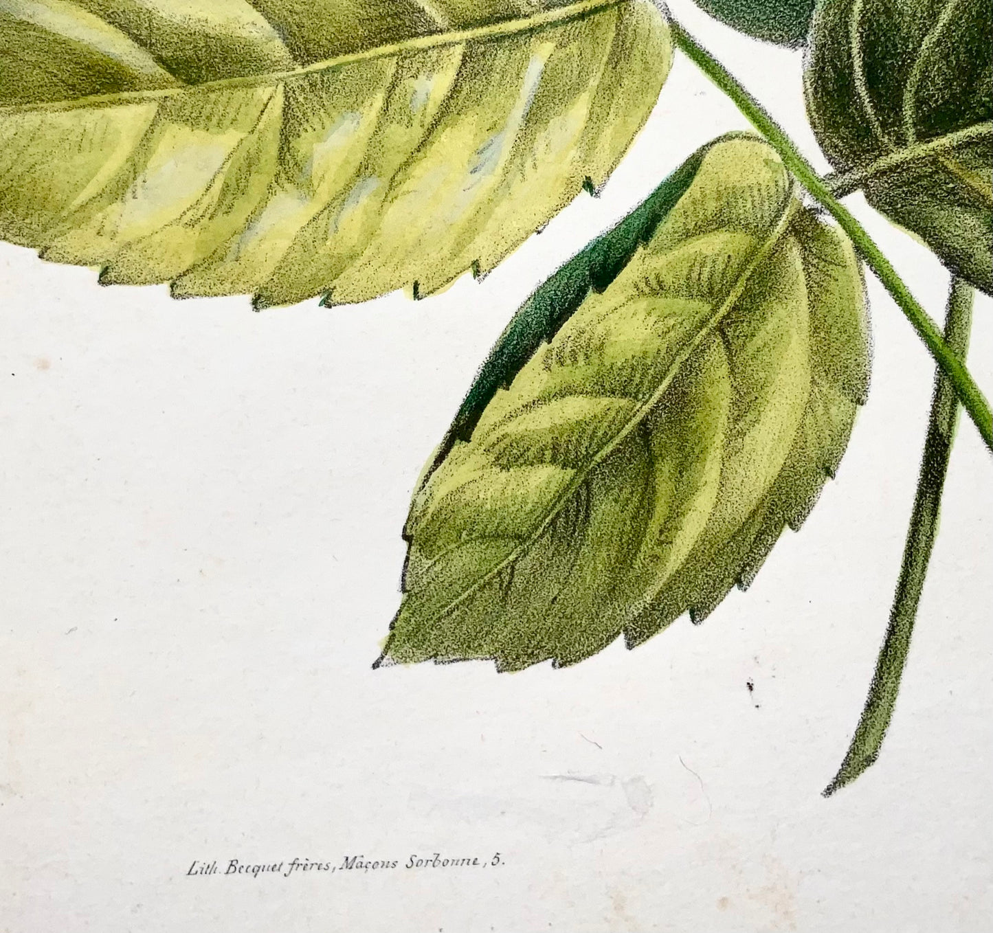 1840c Roses &amp; Pensées, Jullien, Bequet, grande lithographie en pierre colorée à la main, botanique