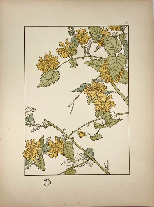 1904 Jeannie Foord, fleur décorative, lithographie couleur 'pochoir', botanique