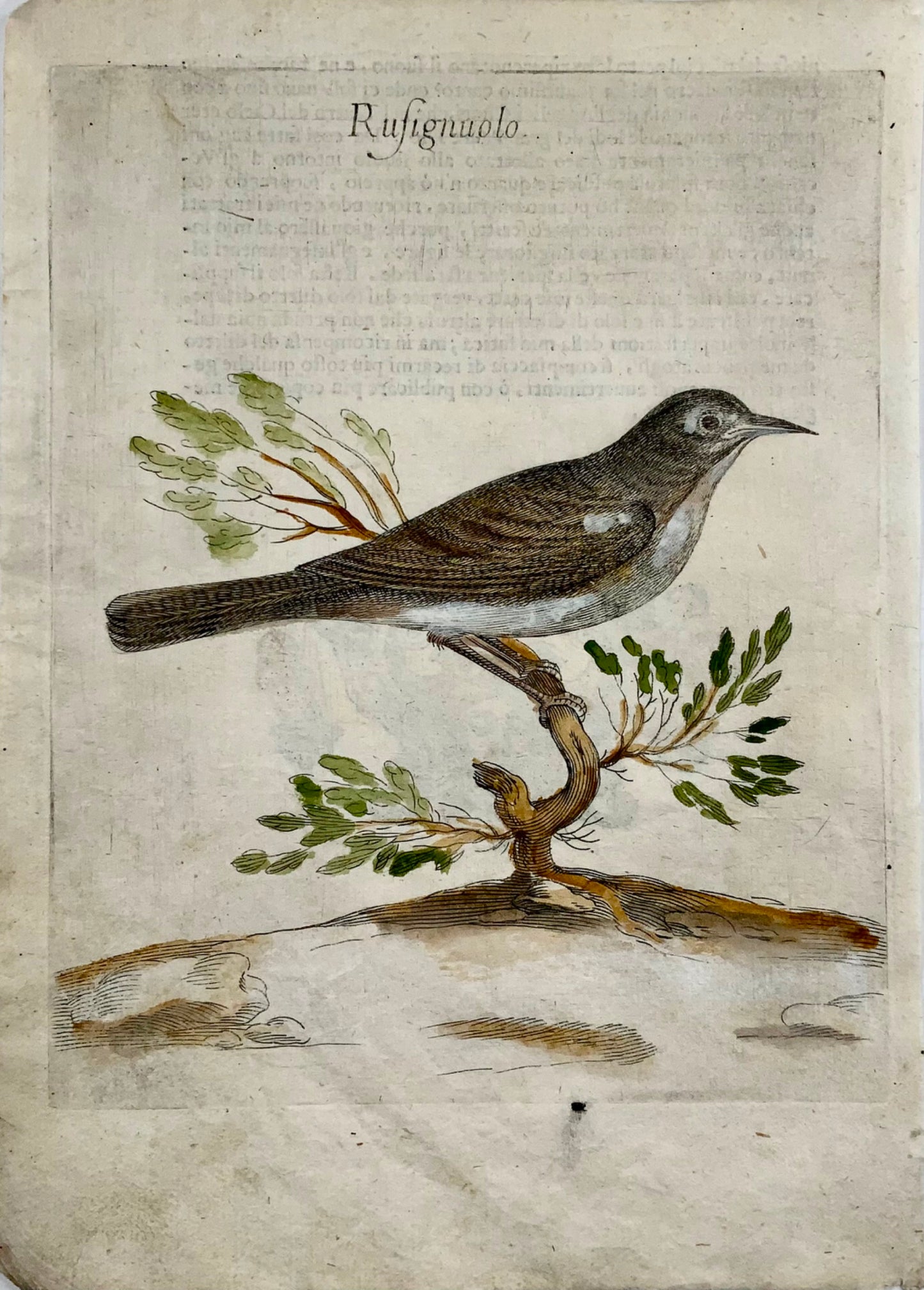 1622 Rossignol, Ornithologie, Fourmi. Tempête ; F. Villamena, Maître Gravure 