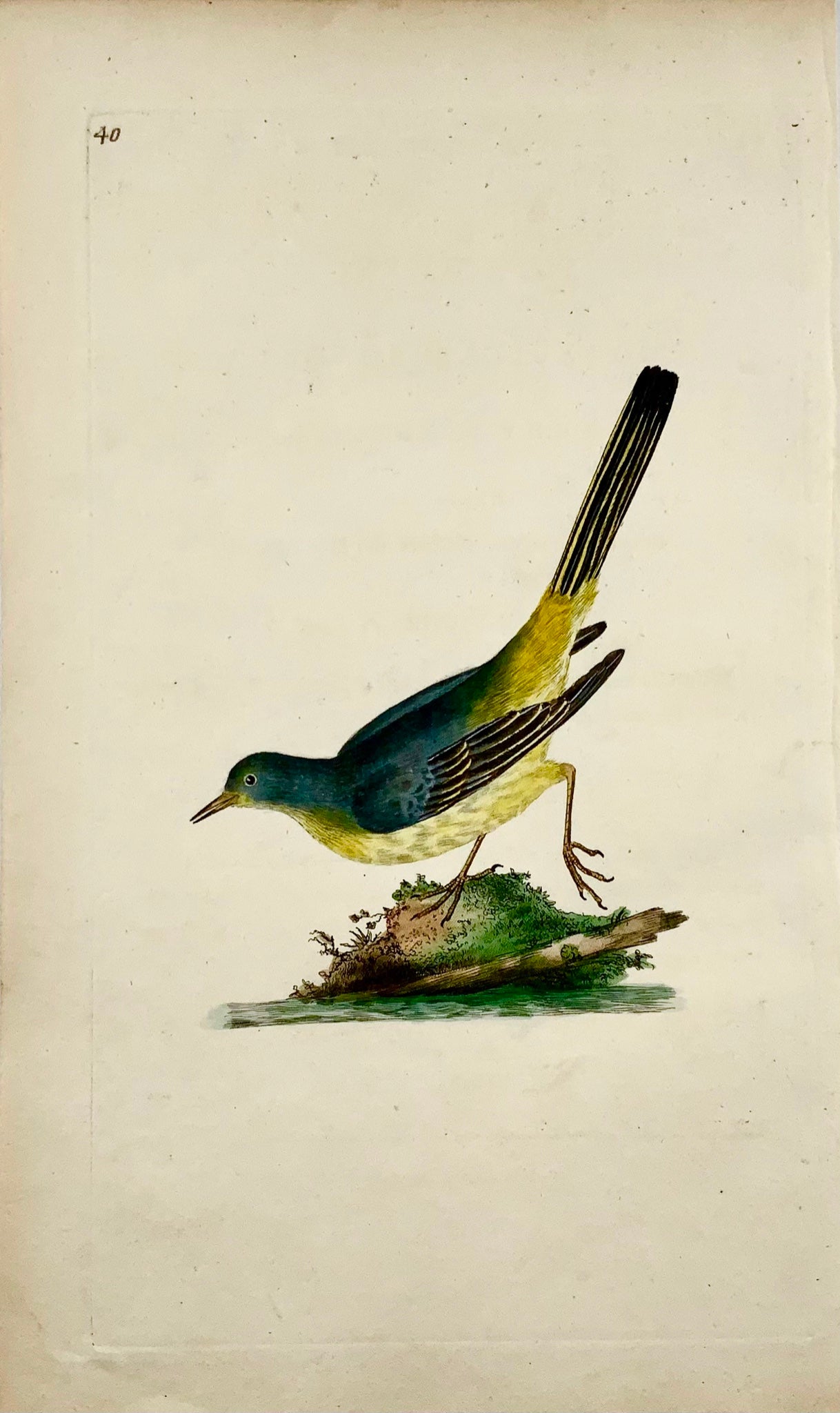 1794 Edward Donovan - HAWFINCH Bird - gravure sur cuivre colorée à la main exquise