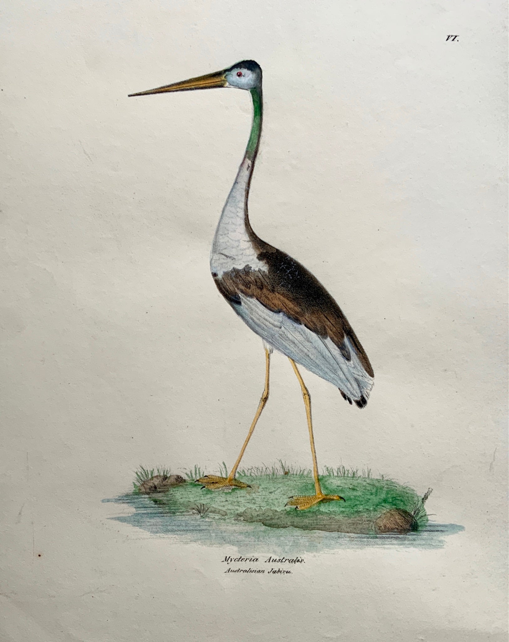 1846 AUSTRALIAN JABIRU Ornithology - Brown hand coloured Large Folio (36cm)