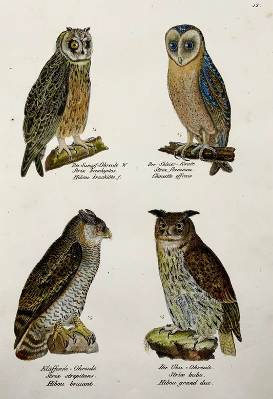 1830 Hiboux, strix, ornithologie, Brodtmann, lithographie folio coloriée à la main