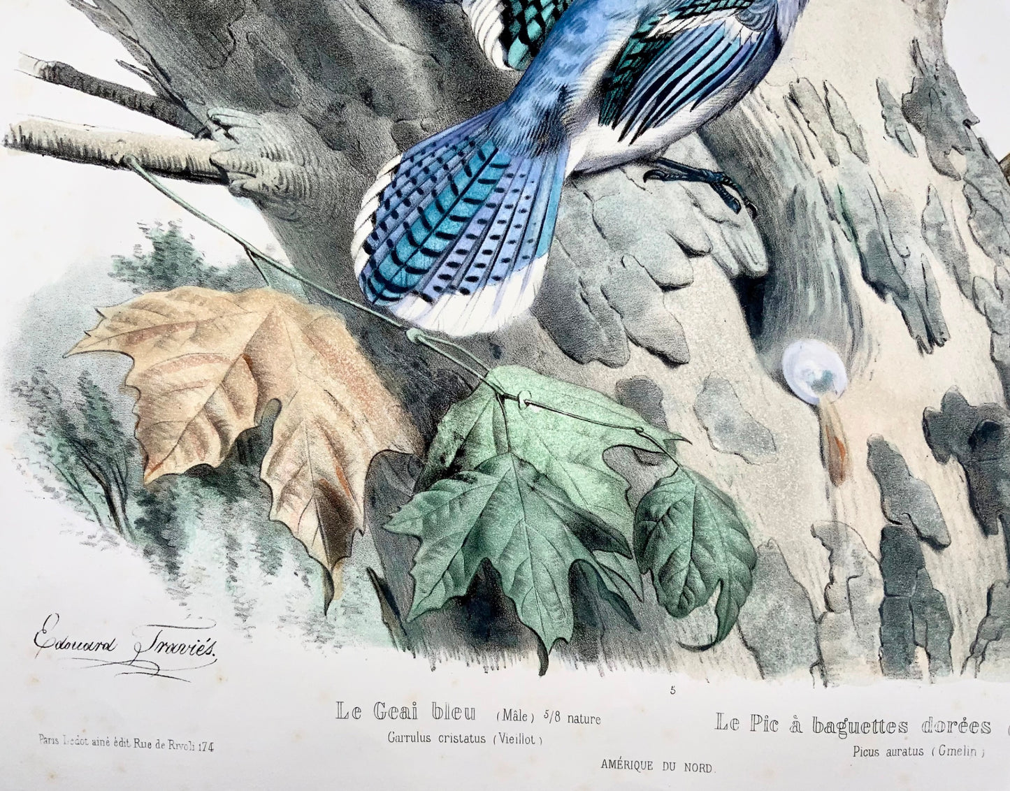 1857 Ed Travies [b1809] 45 x 62cm, Le Geai bleu, Le pic, ornithology