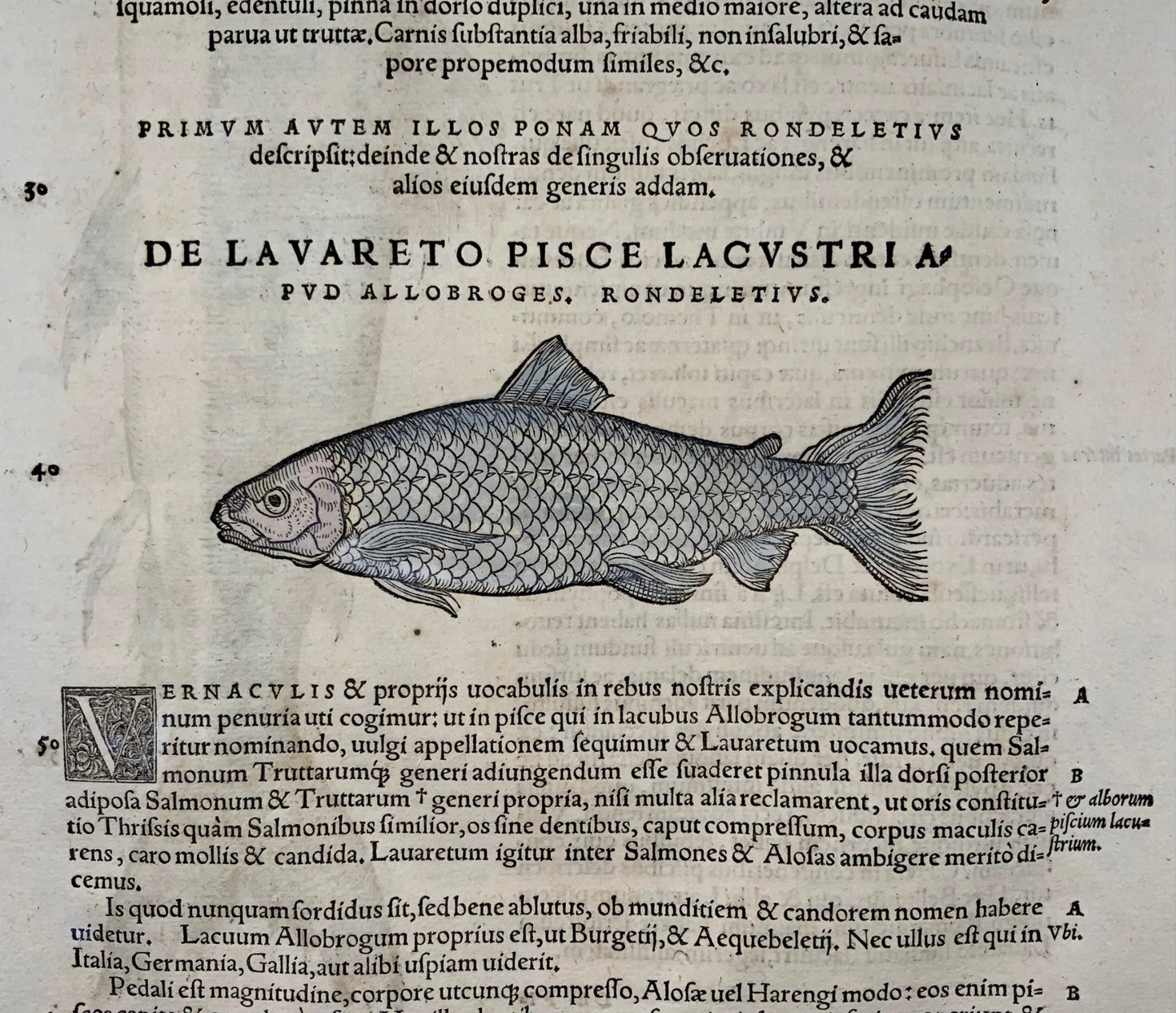 1558 Blue trout, Conrad Gesner, folio woodcut, hand coloured, First State