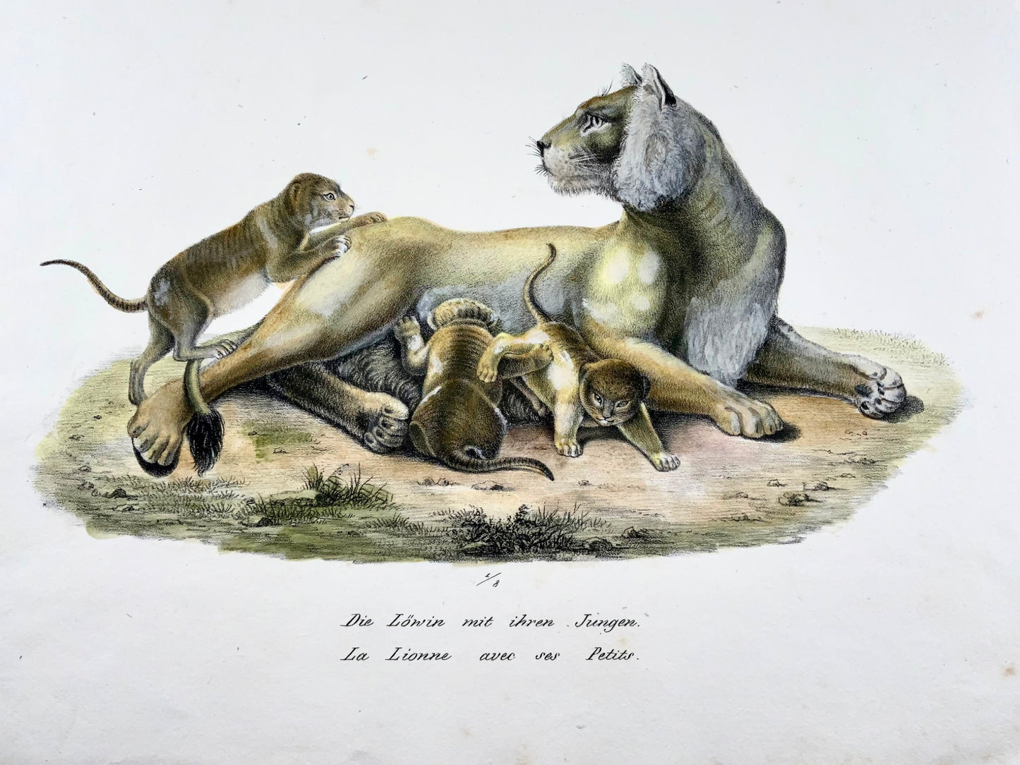 1824 Lionne avec petits - Lithographie FOLIO colorée à la main de KJ Brodtmann - Mammifères