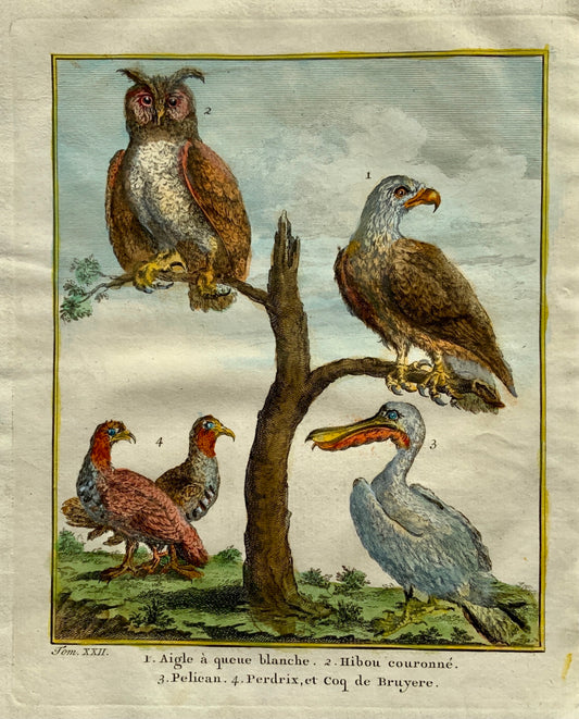 1750 Prevost - White Tailed Eagle Crowned Owl Pelican Partridge - Ornithology