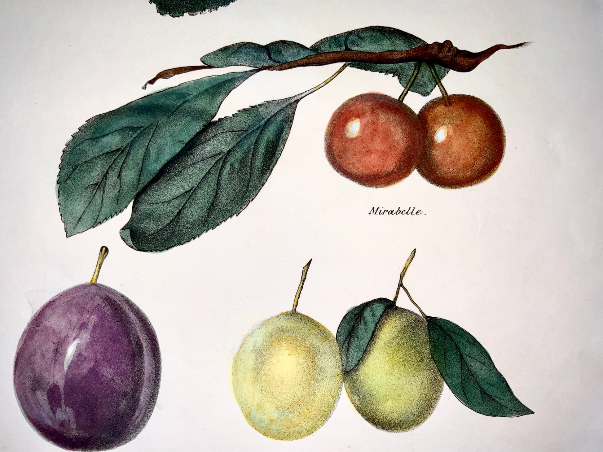 1830 c Edmond del; P. Swinton - Fruit: PLUMS - hand coloured stone lithograph