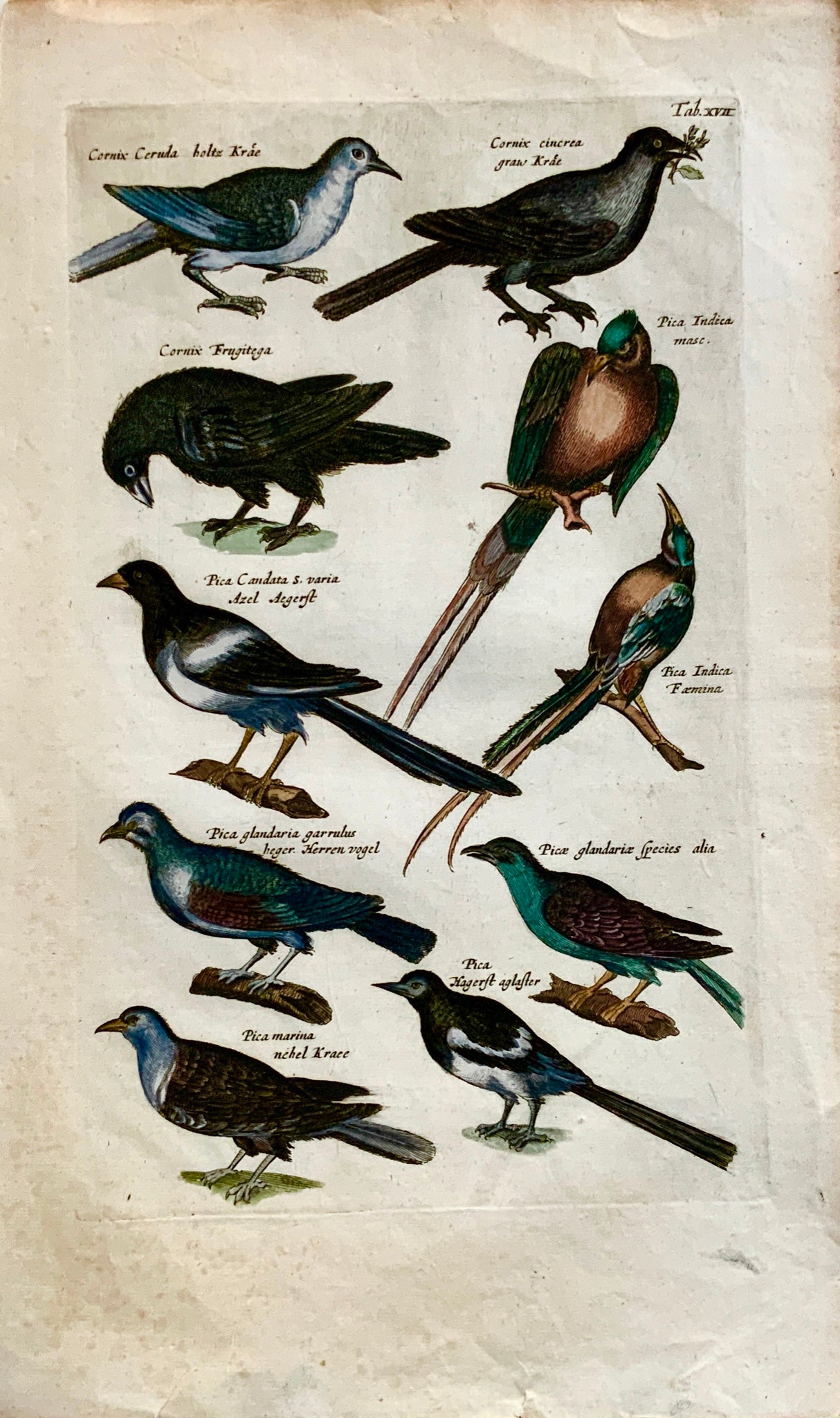 1657 Mat. Merian - Ornithology: Magpies - Folio hand coloured engraving