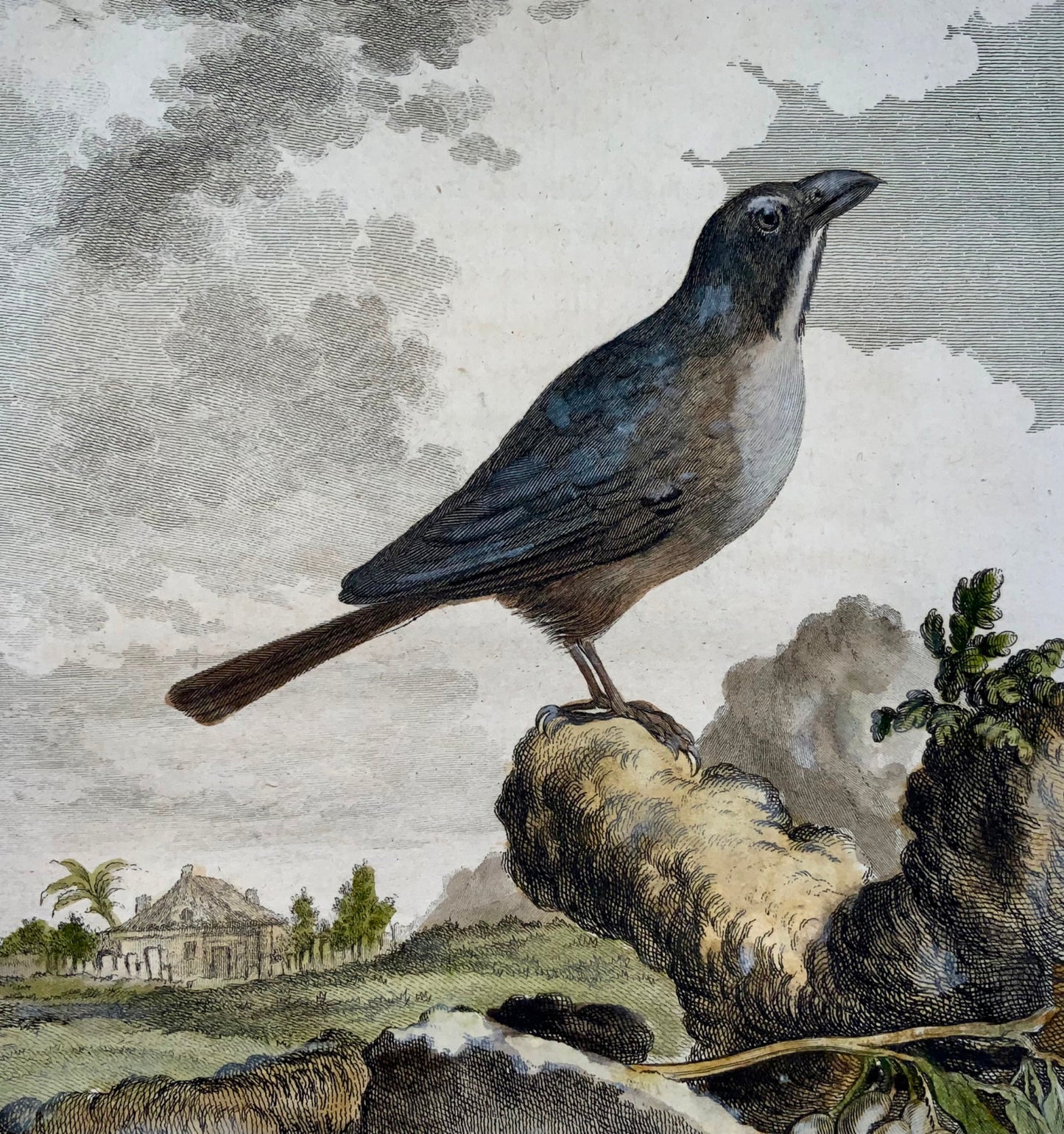 1779 de Sève - TANGARA - Ornithologie - Gravure in-4 grande édition