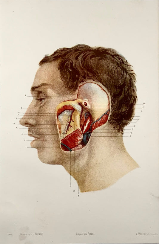 1868 J. Sarazin, anatomie, mâchoire, oreille, lithographie sur pierre en couleurs