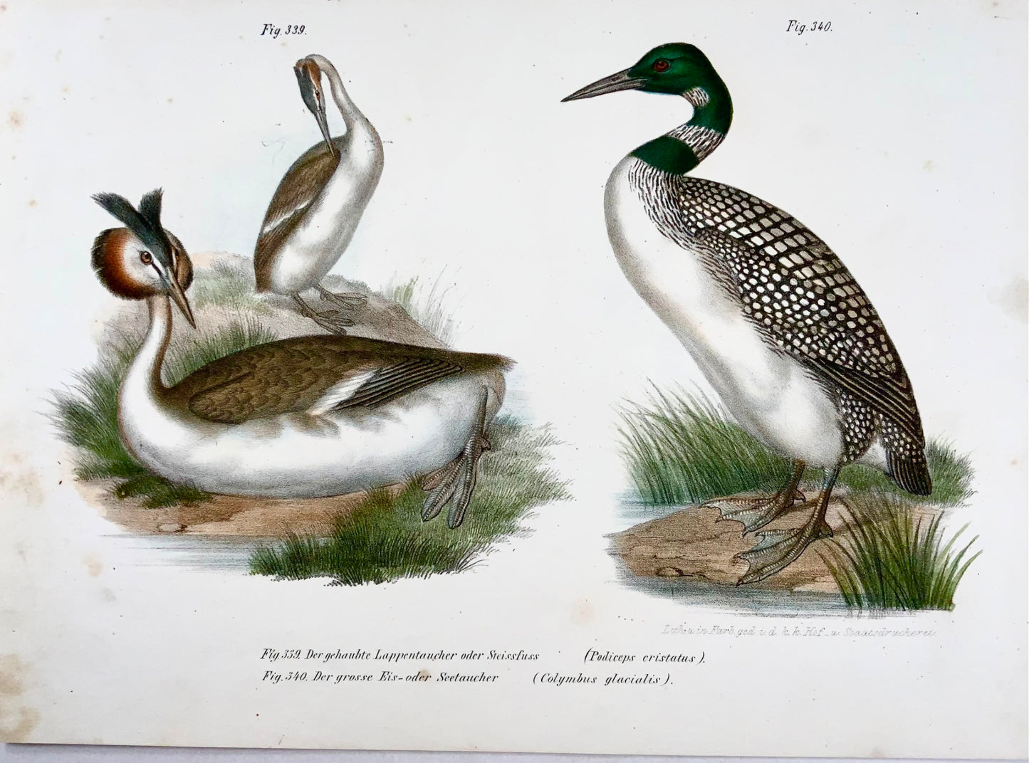 1860 Grèbe, Plongeon, Fitzinger, lithographie couleur avec finition à la main, ornithologie