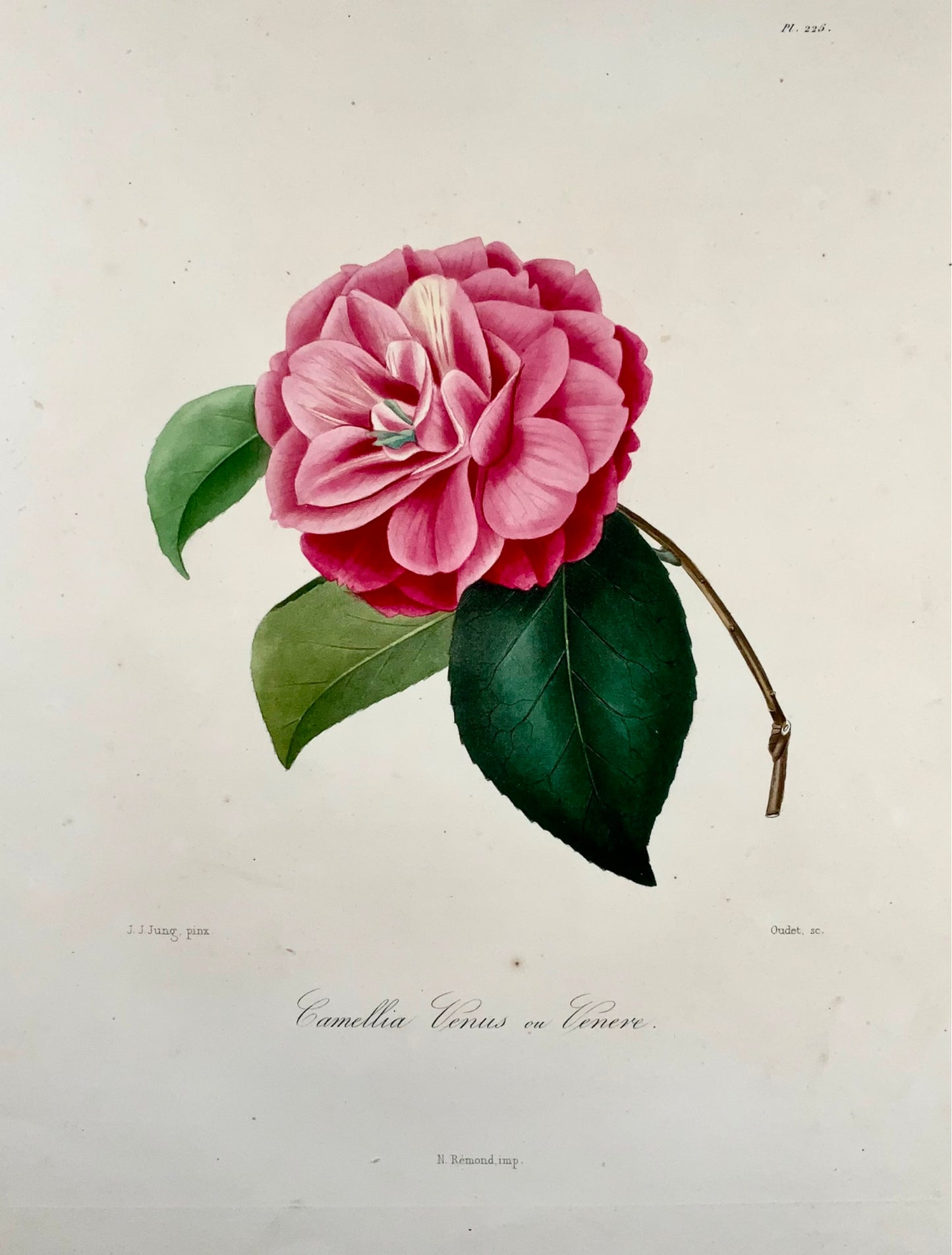 1841 Camellia Venus [Camellia], Dessiné par JJ Jung, Gravé par Oudet, Berlèse, fleurs, botanique