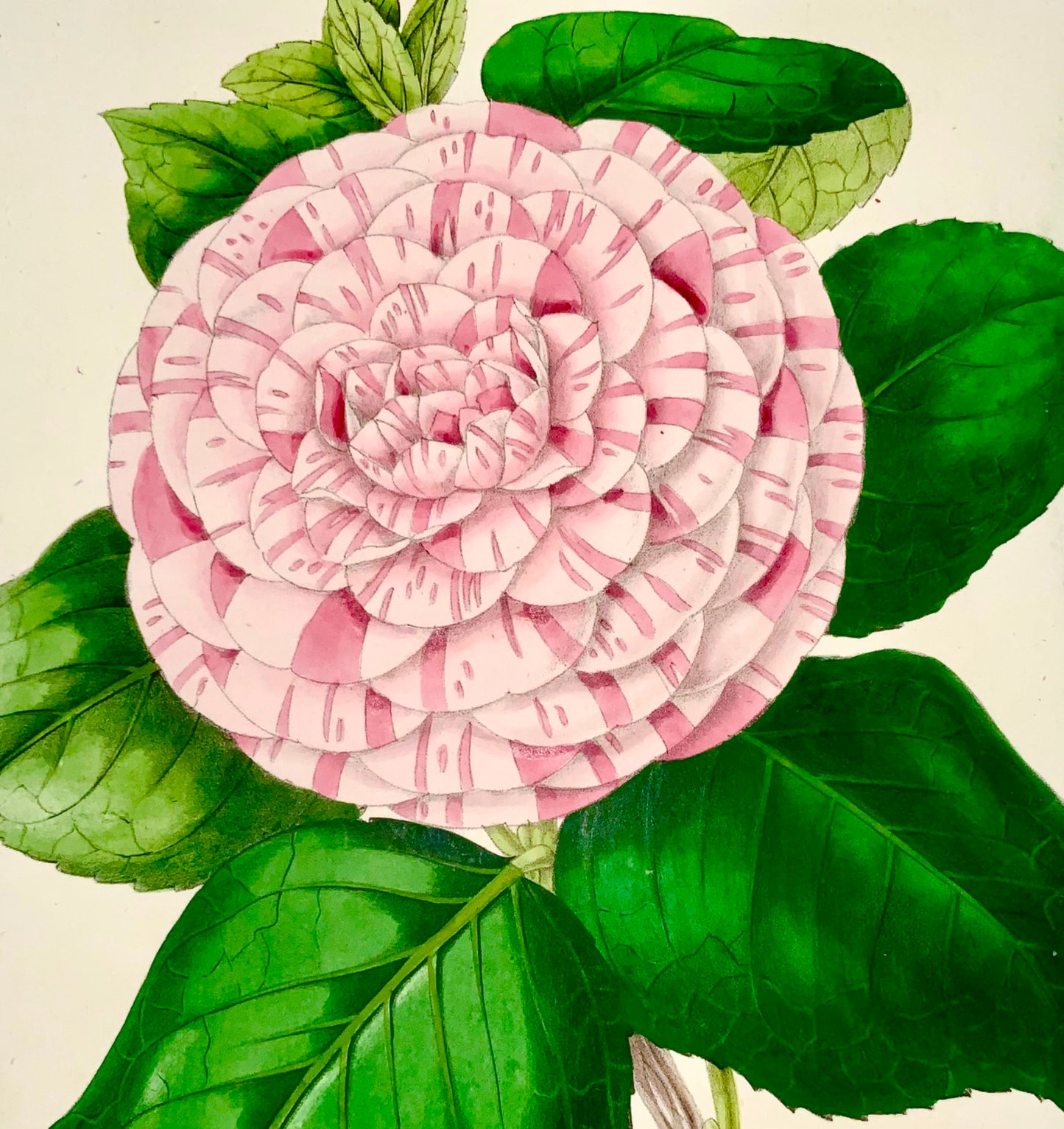 1859 CAMELLIA; James Andrews - Exquisite hand colour - As such RARE - Botany